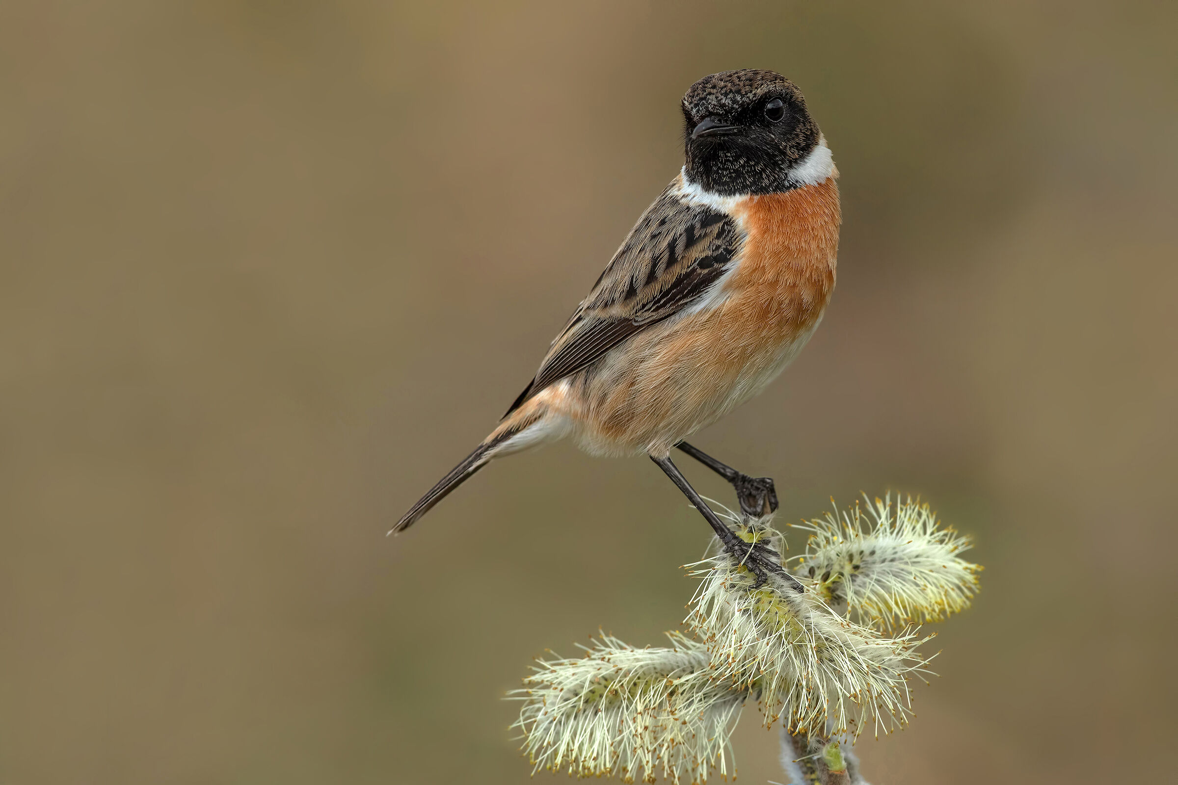 Saltimpalo-European Stonechat