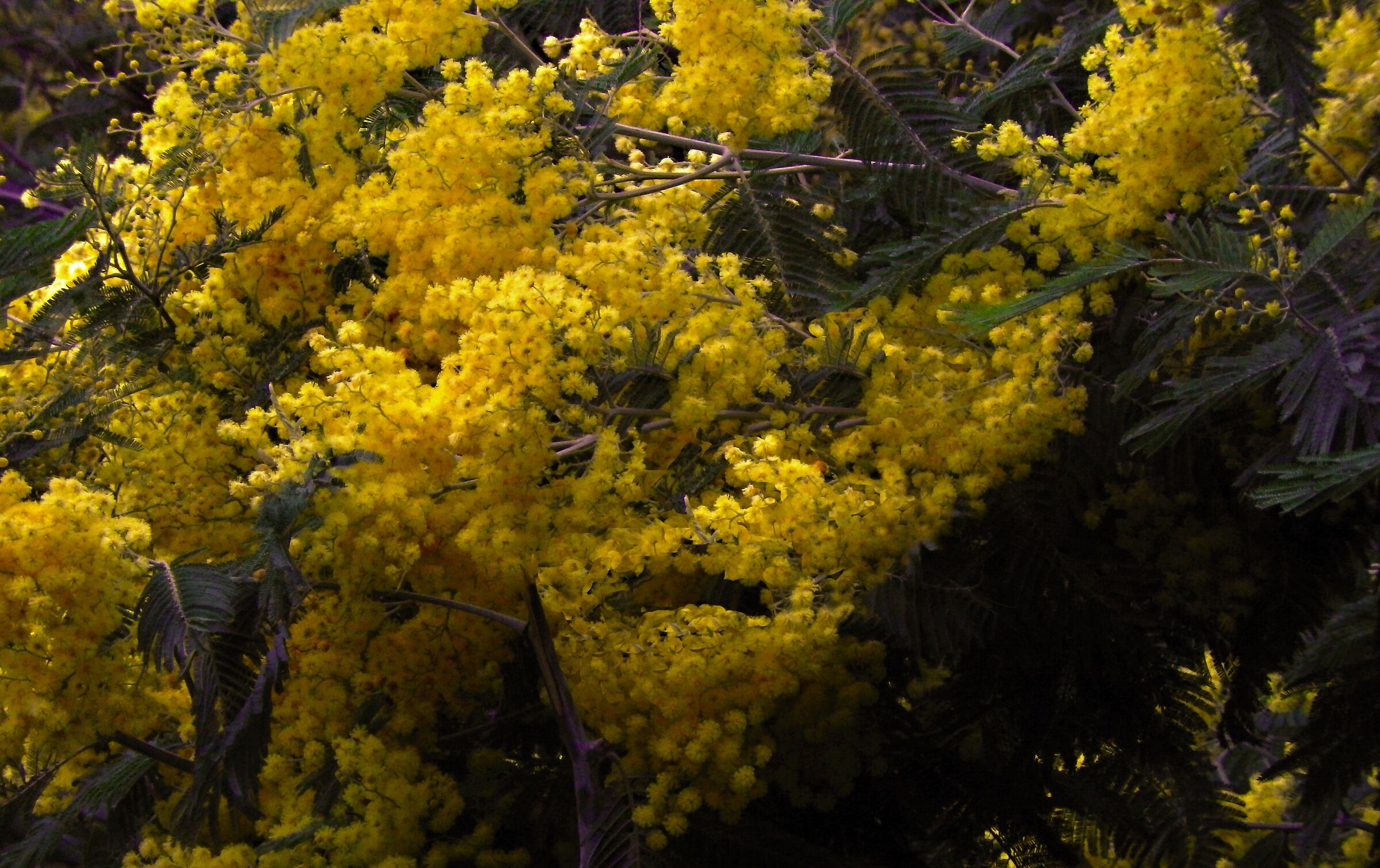 Insidious Mimosa …