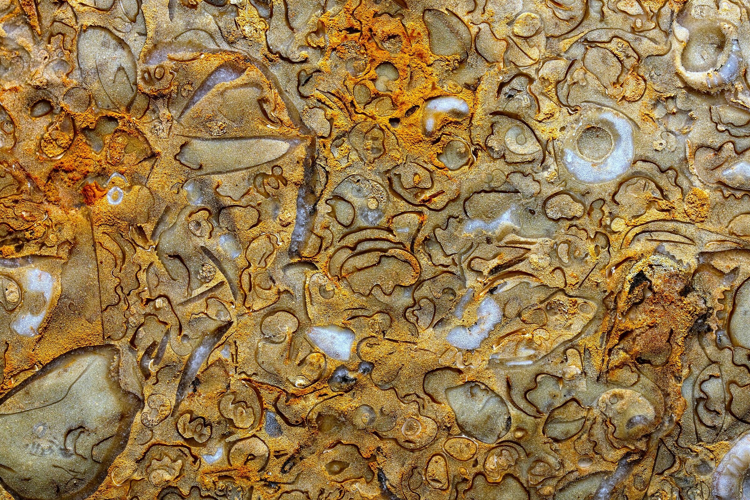 Fossili calcarei