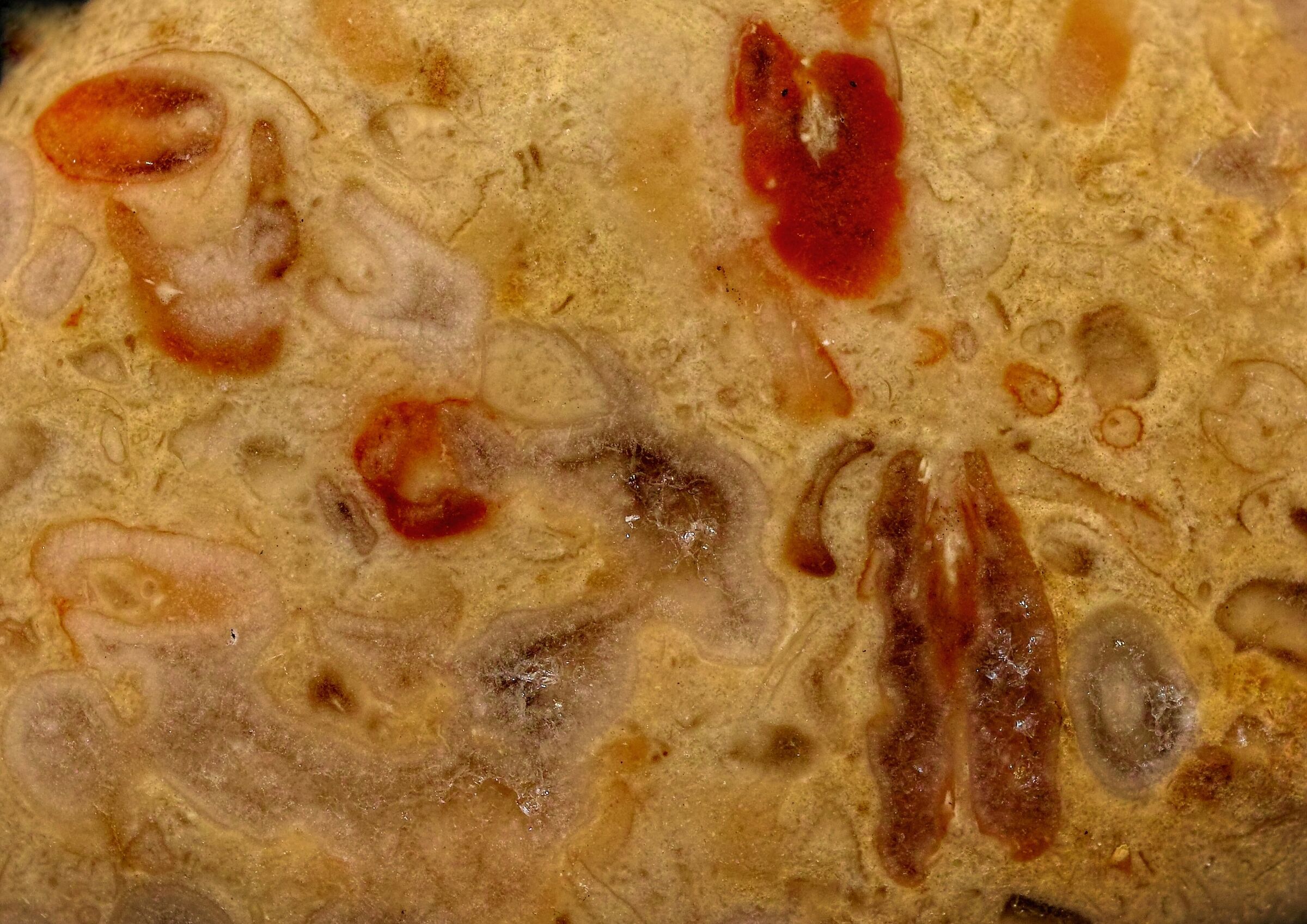 Fossili calcarei