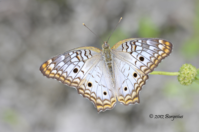 Anartia jathrophea