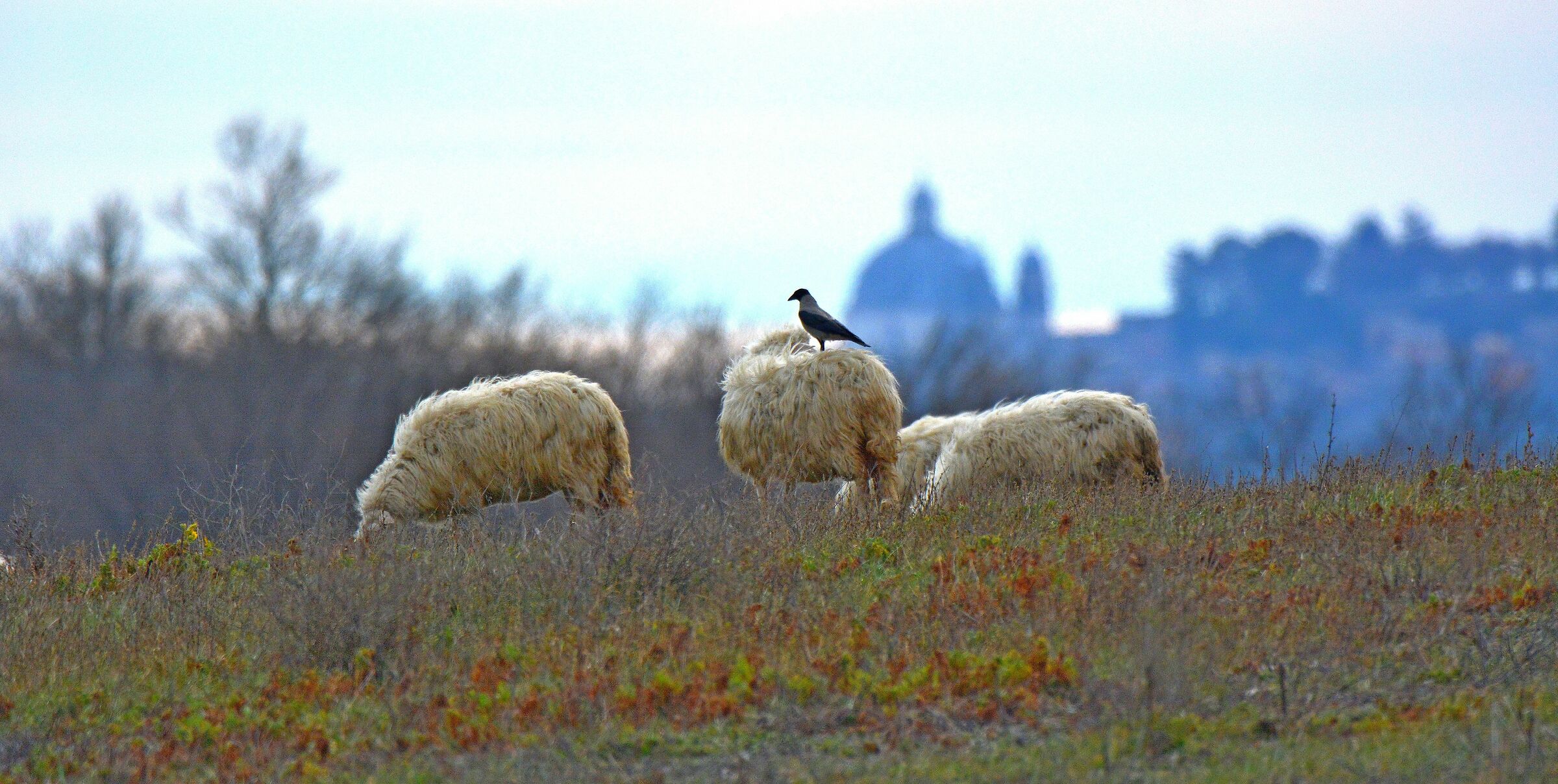 cornacchia di vedetta su pecora al pascolo collinare