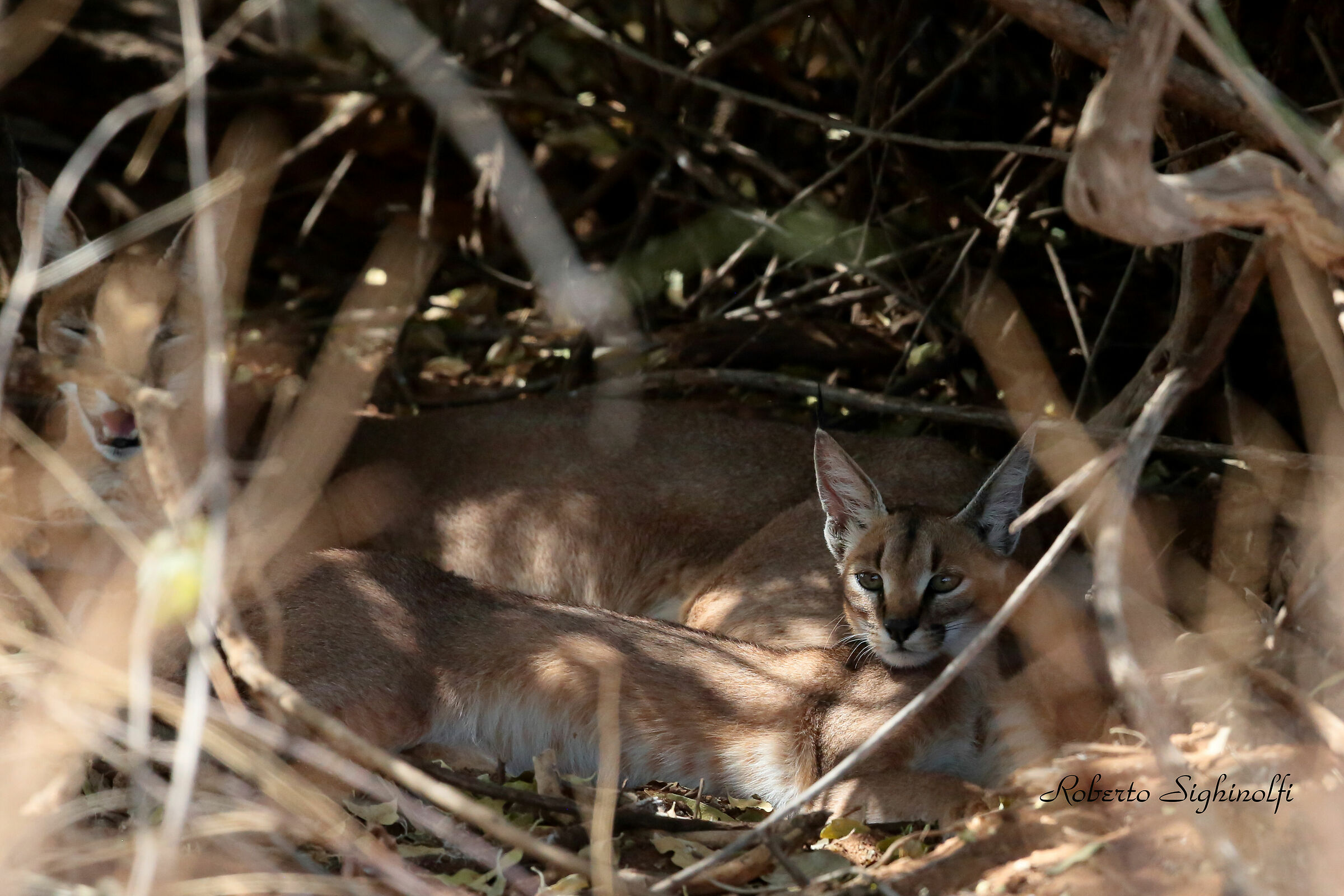 Caracal madre col cucciolo