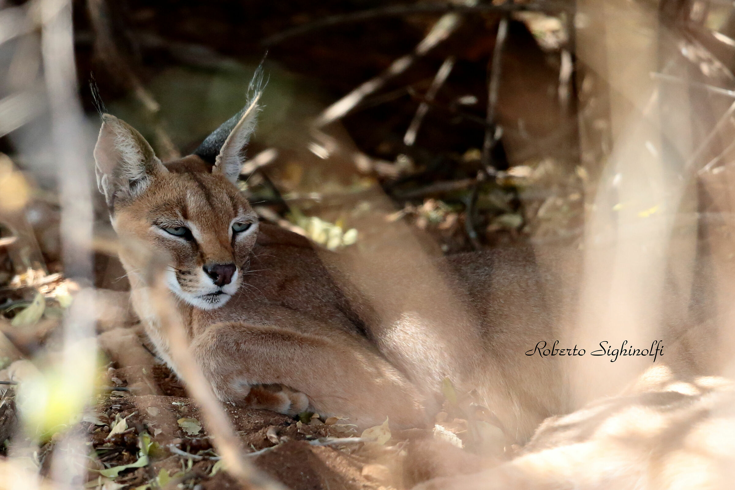 Caracal