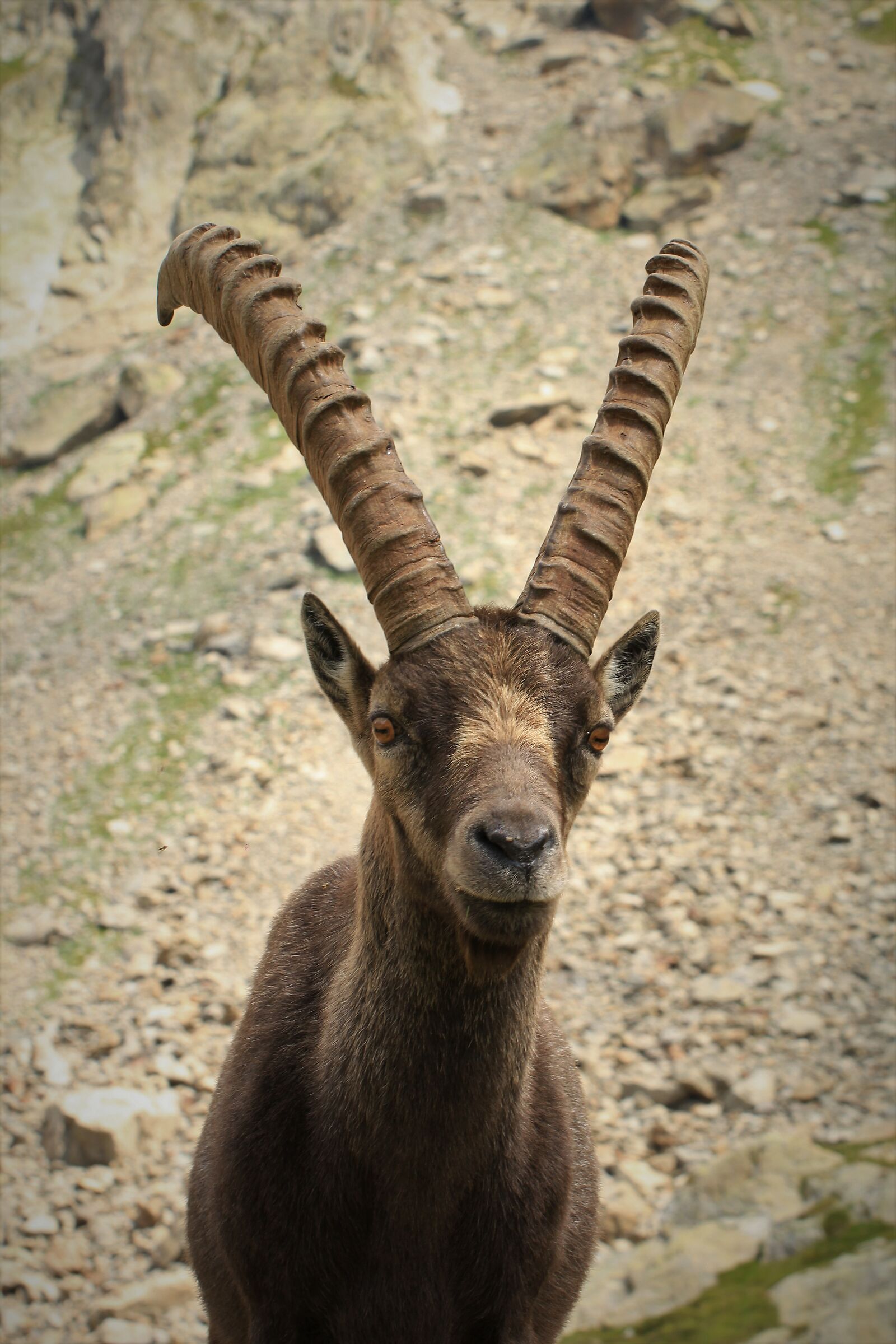 Ibex-Refuge Remondino-Terme di valdieri (CN)