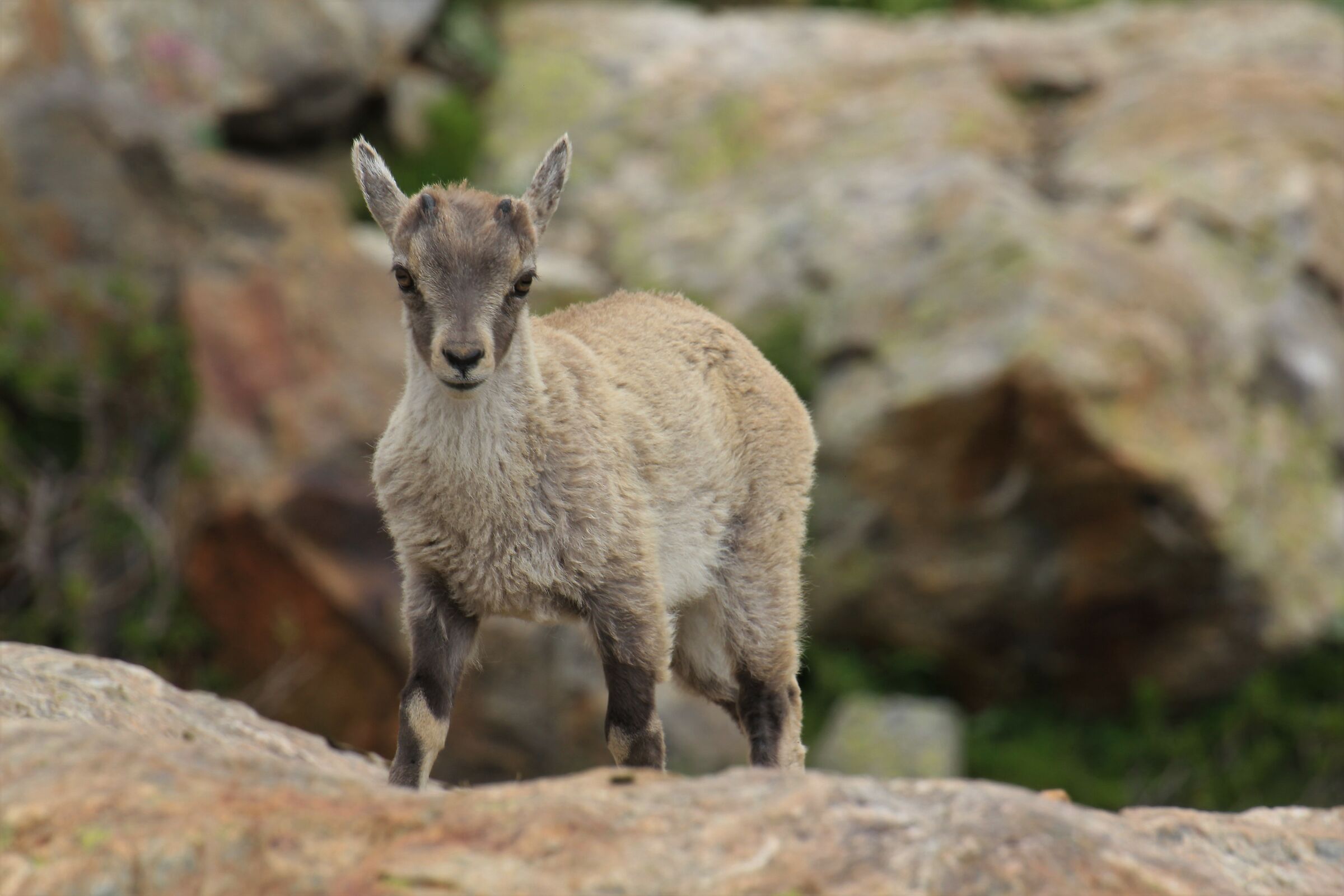 Ibex-Refuge Remondino-Terme di valdieri (CN)