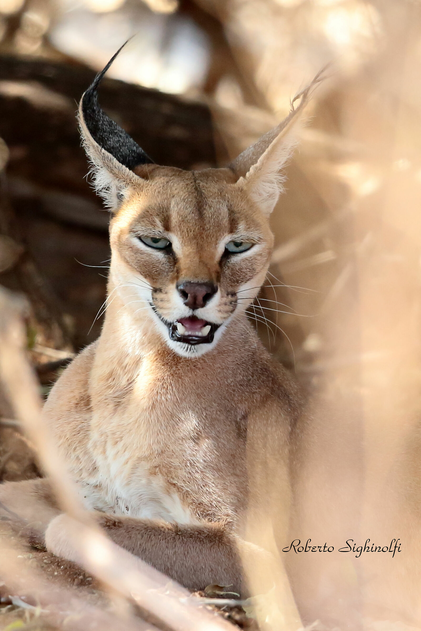 Caracal