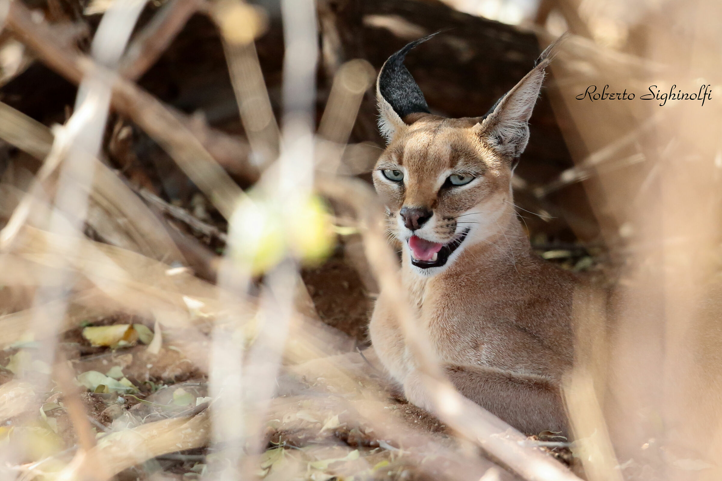Caracal