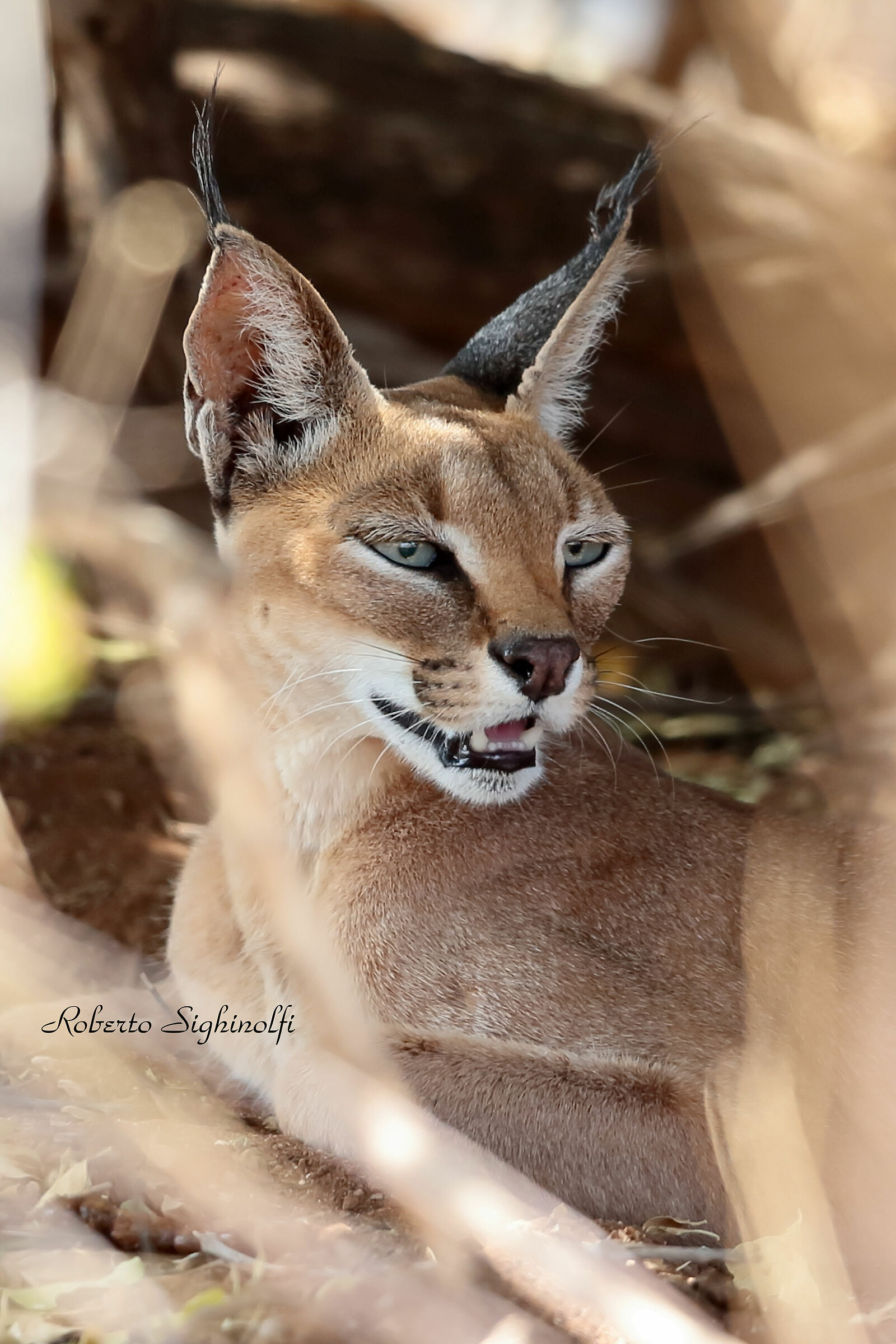 Caracal