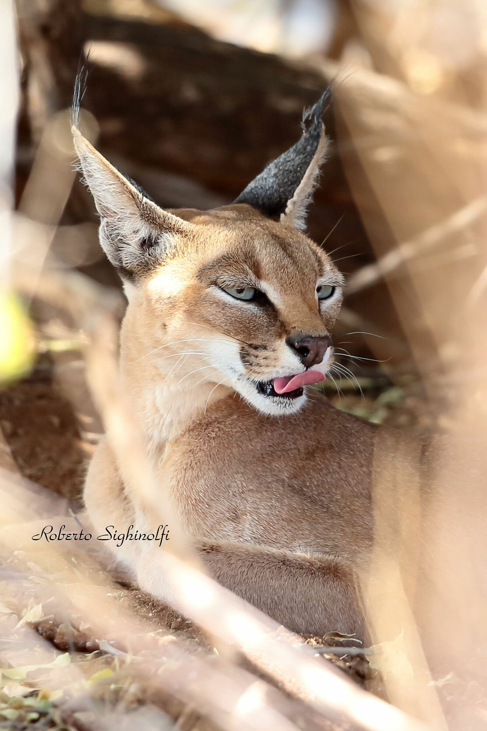 Caracal