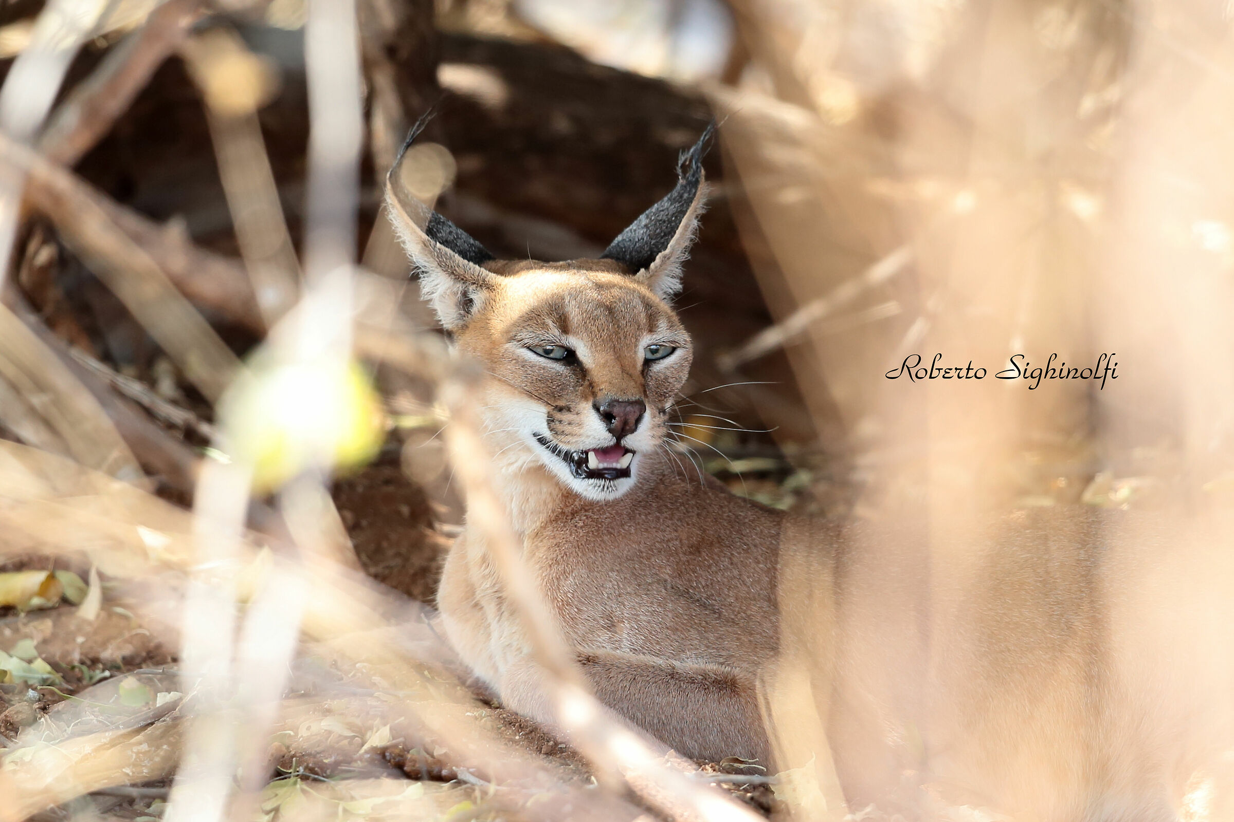 Caracal