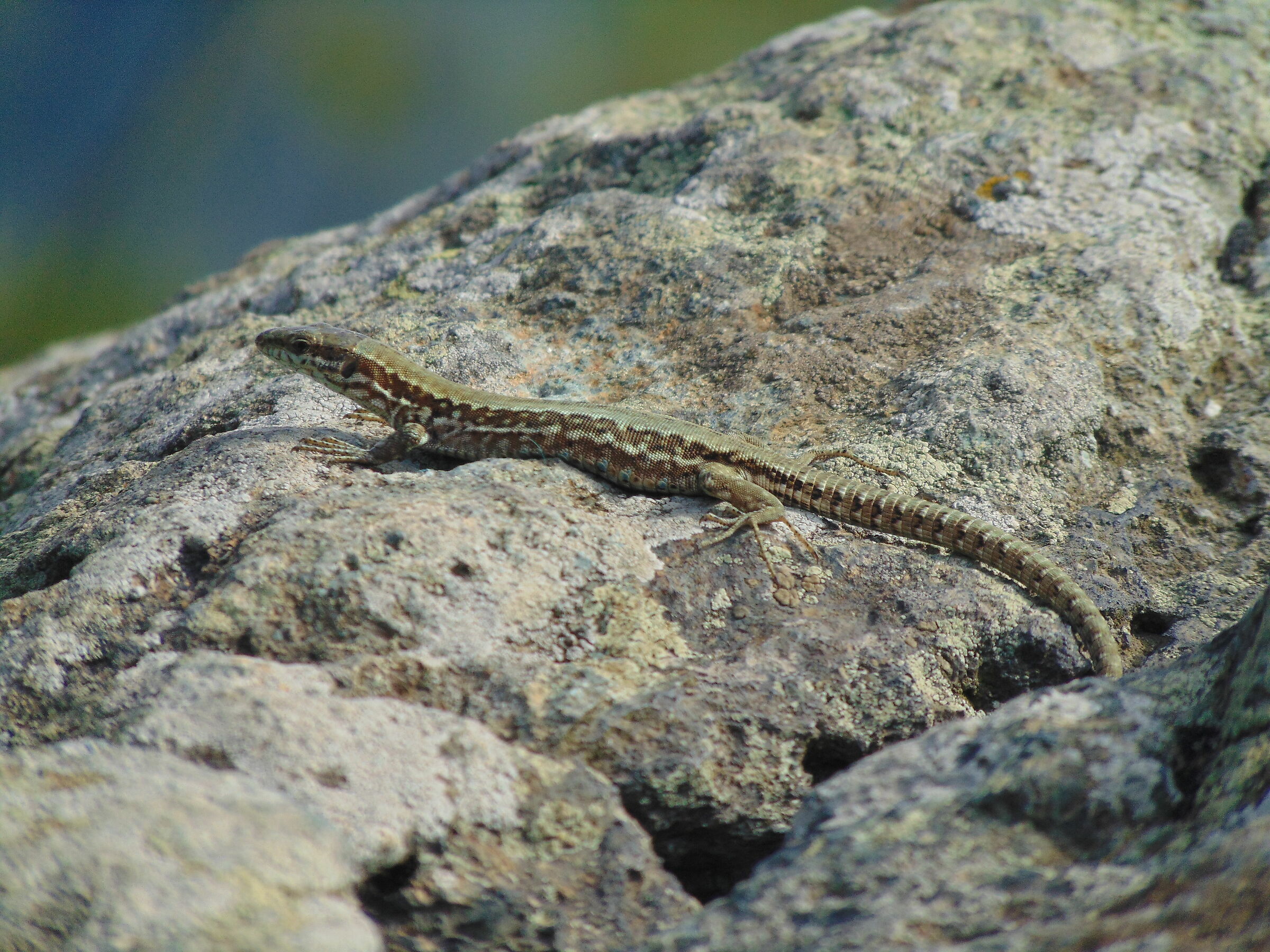 Lucertola campestre