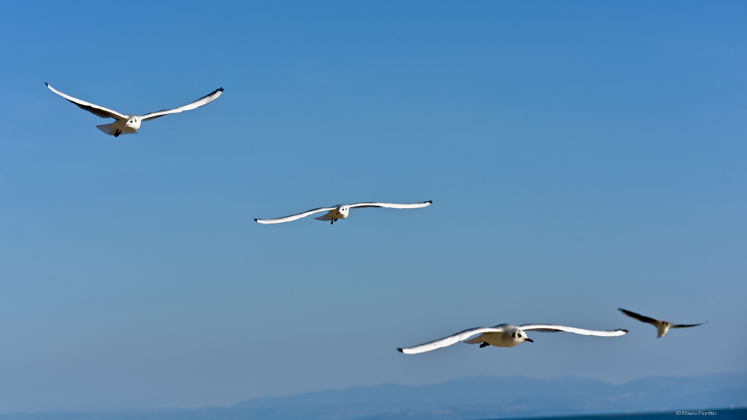 Seagulls in formation