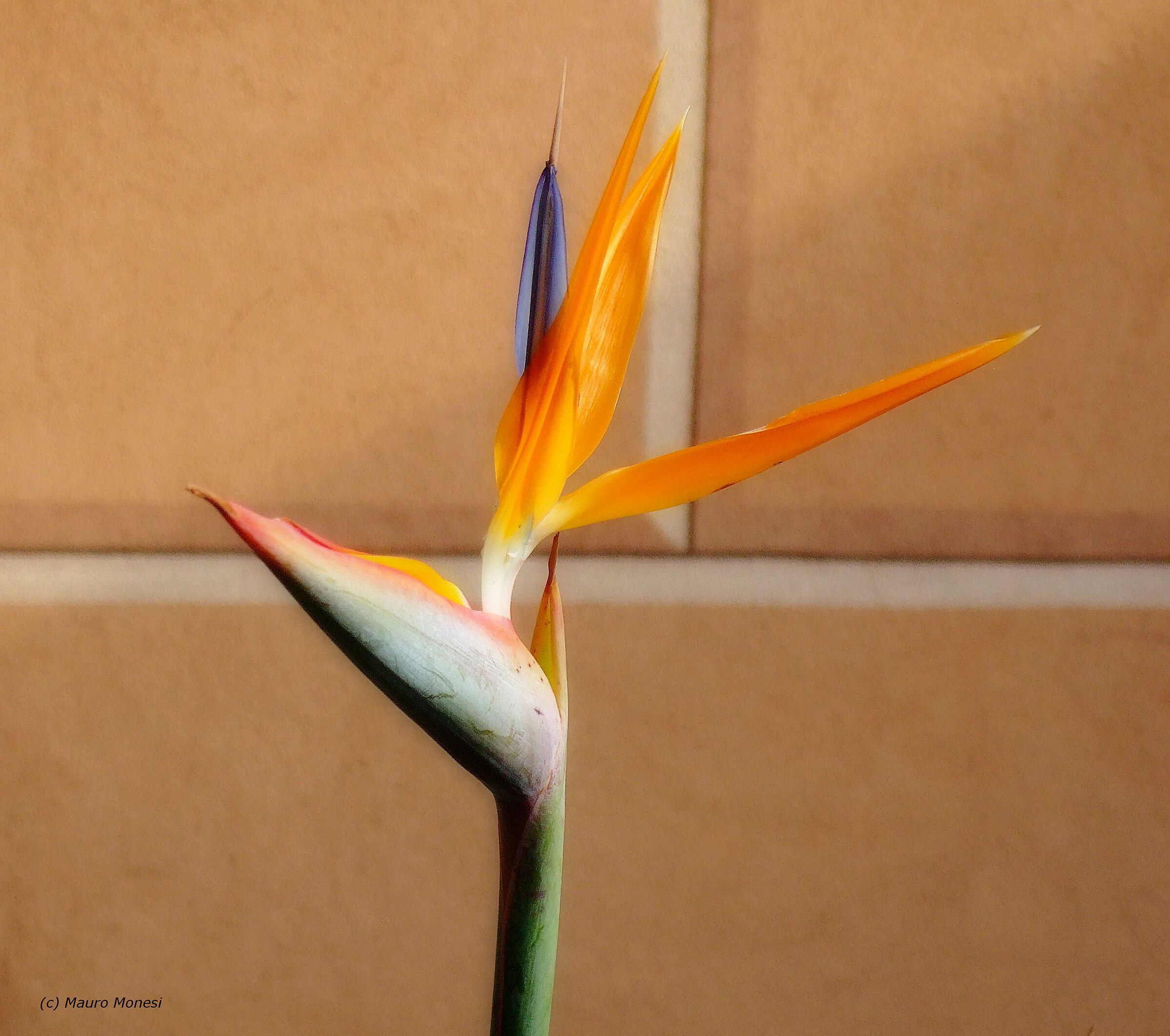 Geometrie a confronto