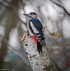 woodpecker