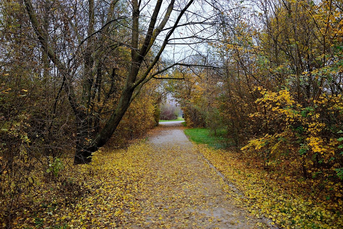 Alberi al Parco Nord