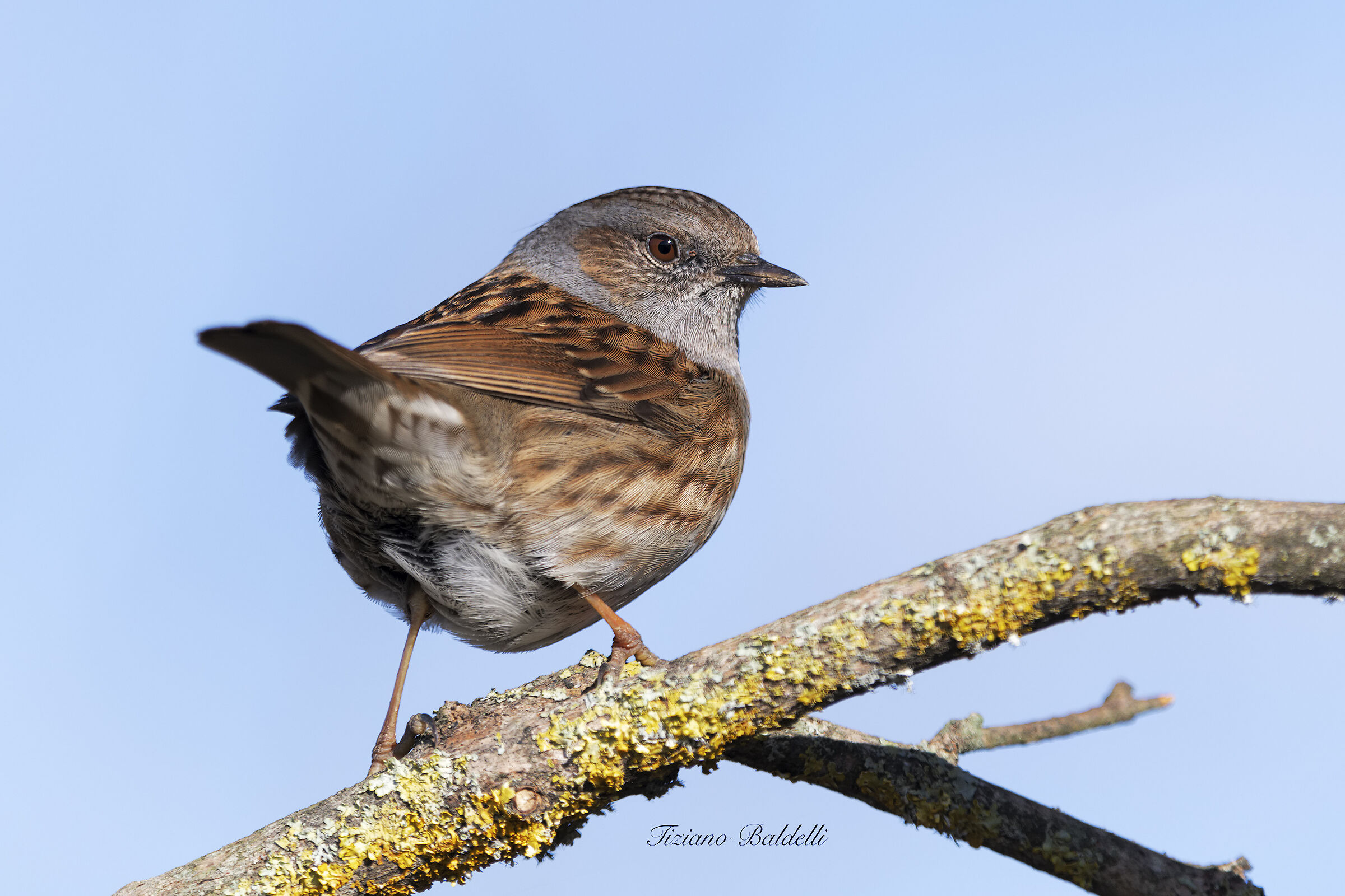 What are these clicks