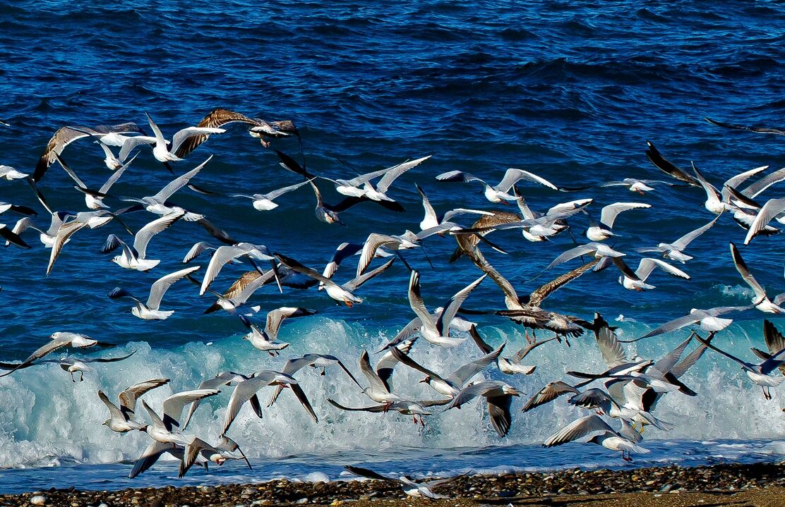 Seagulls in flight