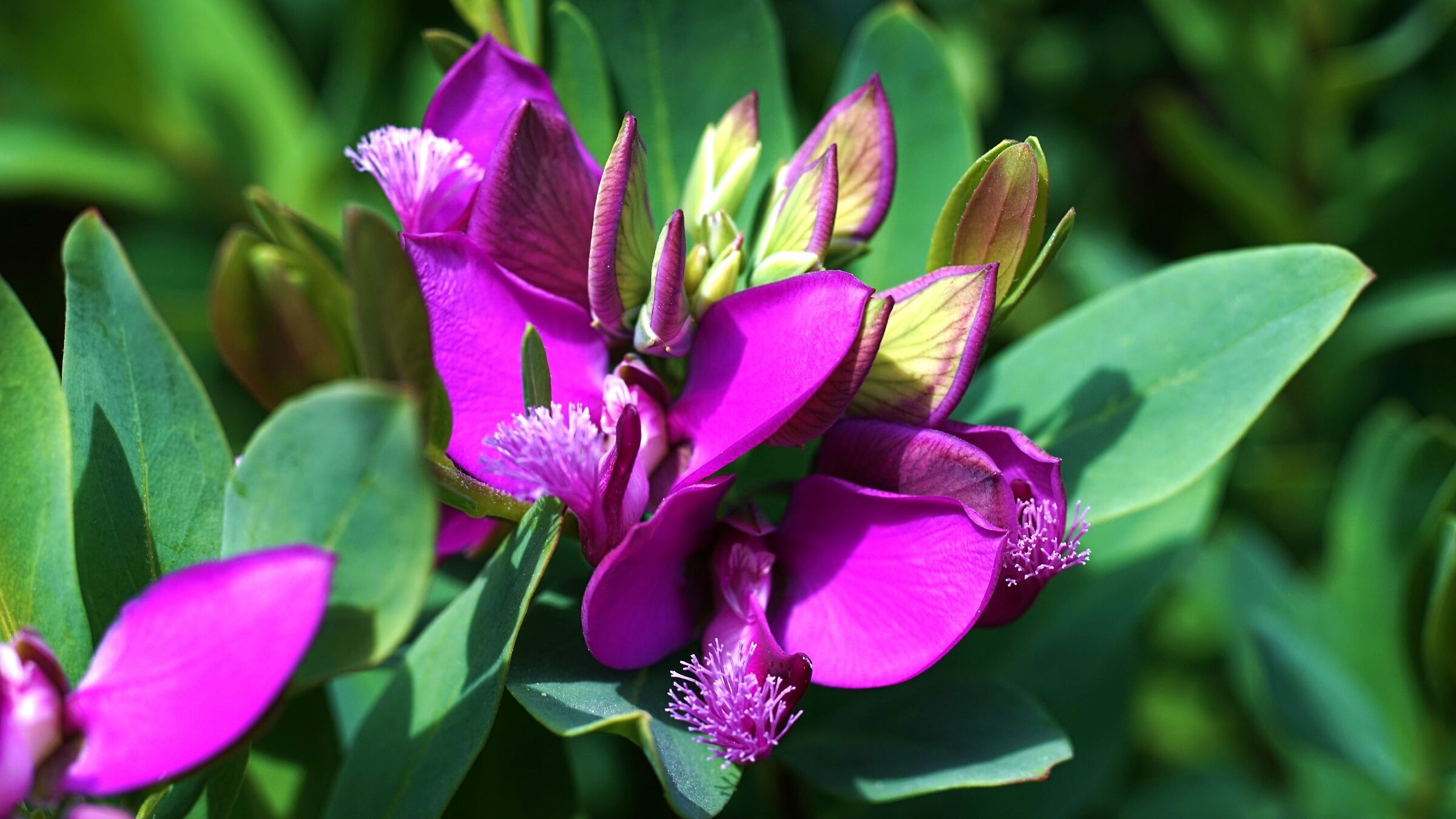 Pronti per sbocciare