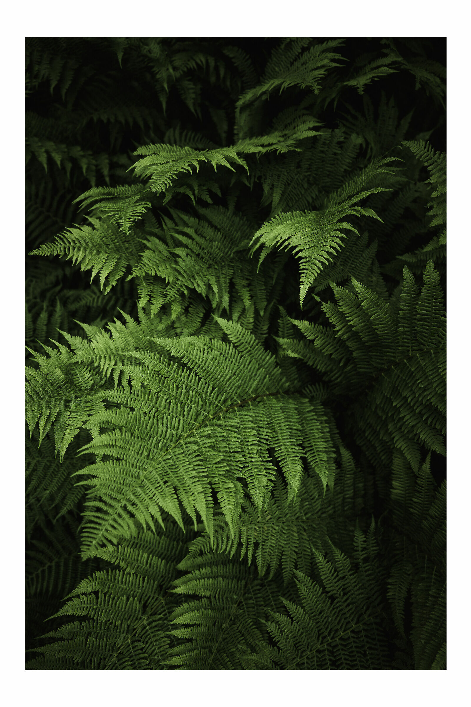 Fine Art Felci - Isole Lofoten. Norvegia.