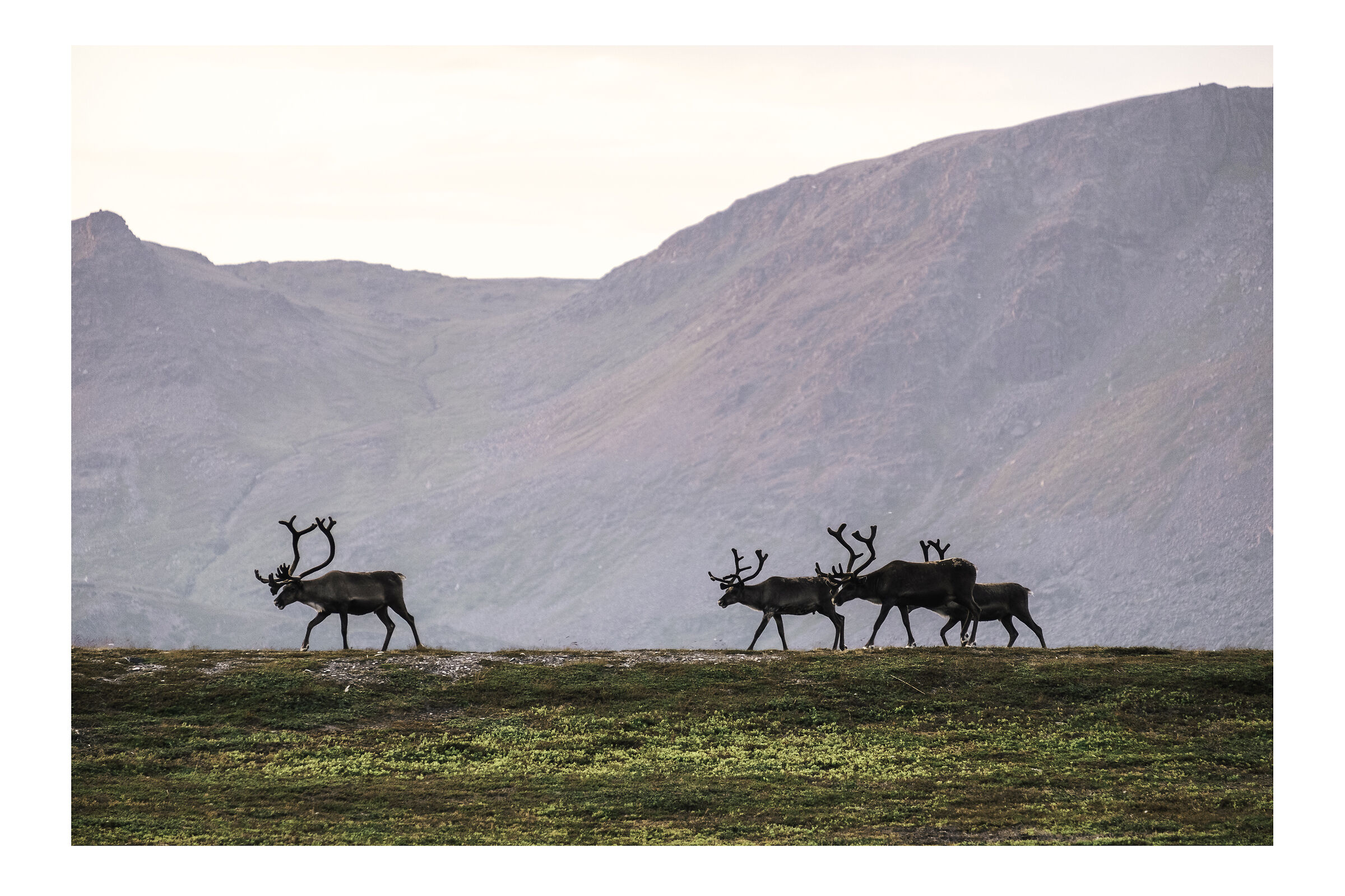 Reindeers - Mageroya. Norvegia.