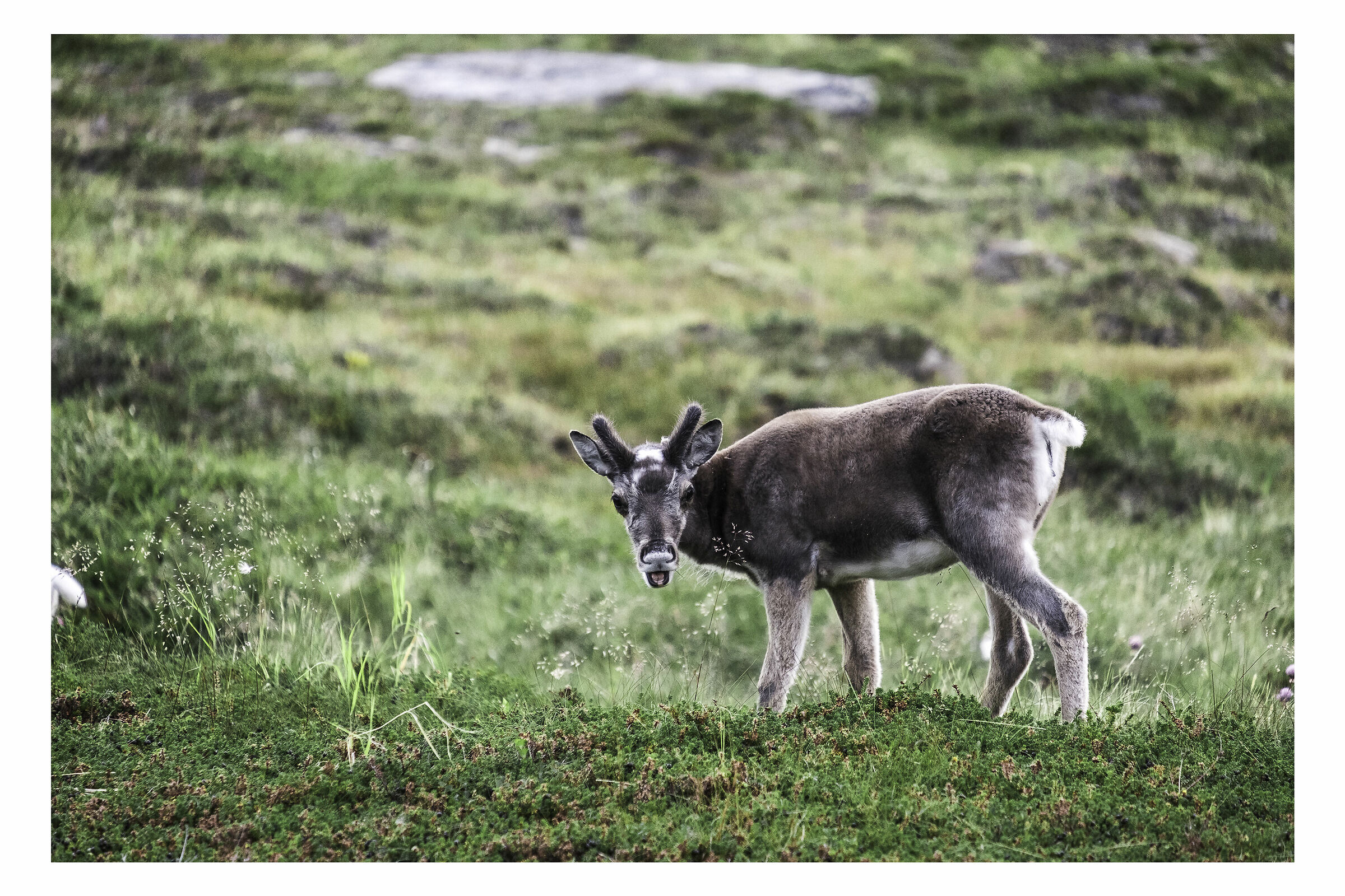Cucciolo di Reindeer - Mageroya. Norevgia.