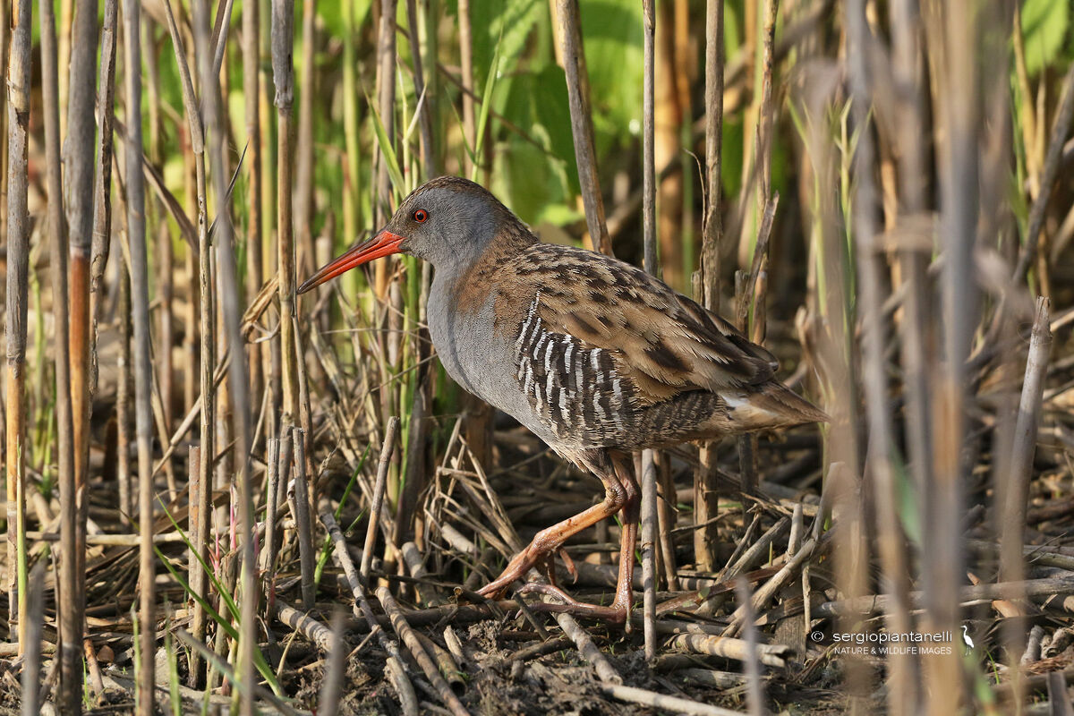 Water Rail