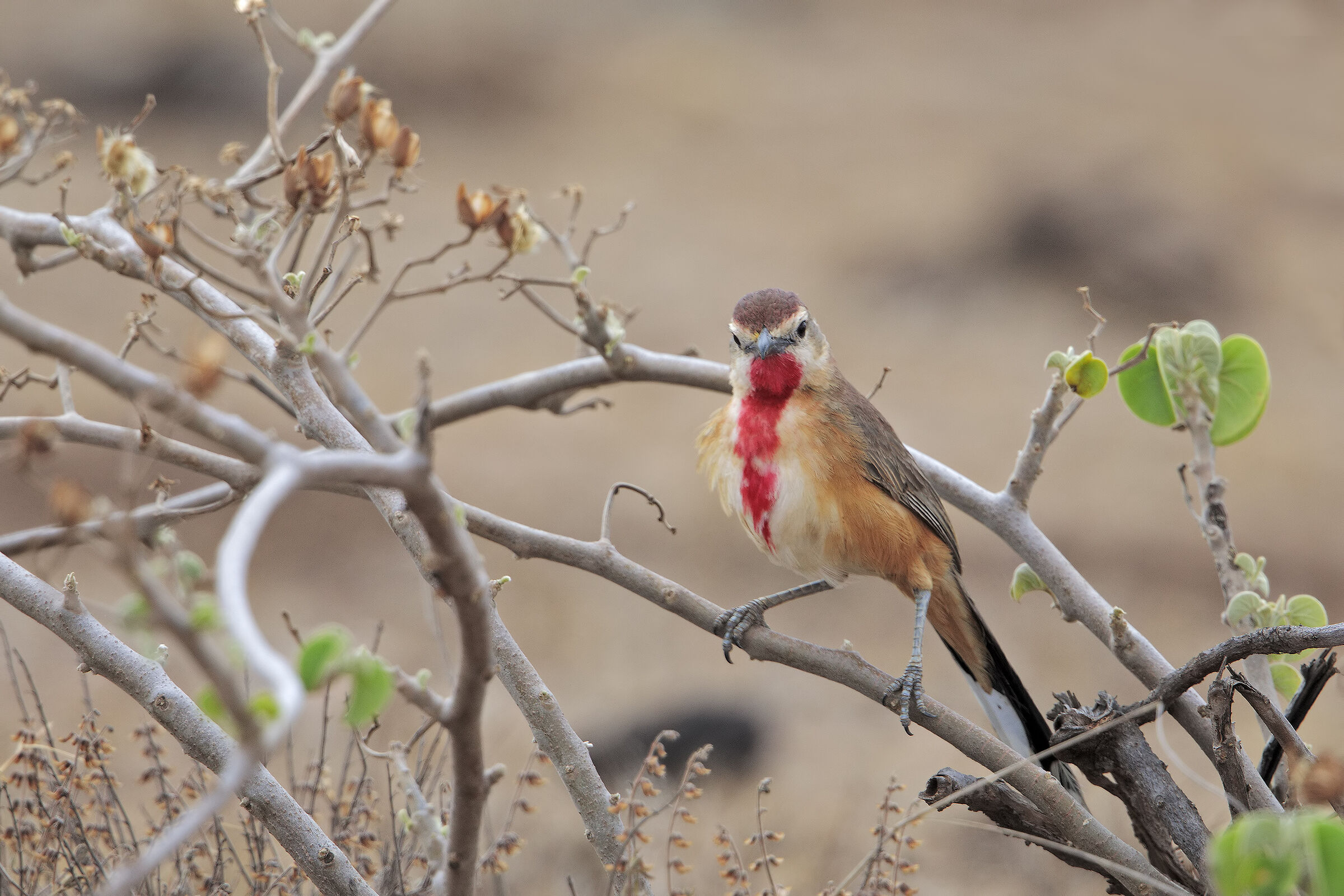 Averla di macchia pettorosa