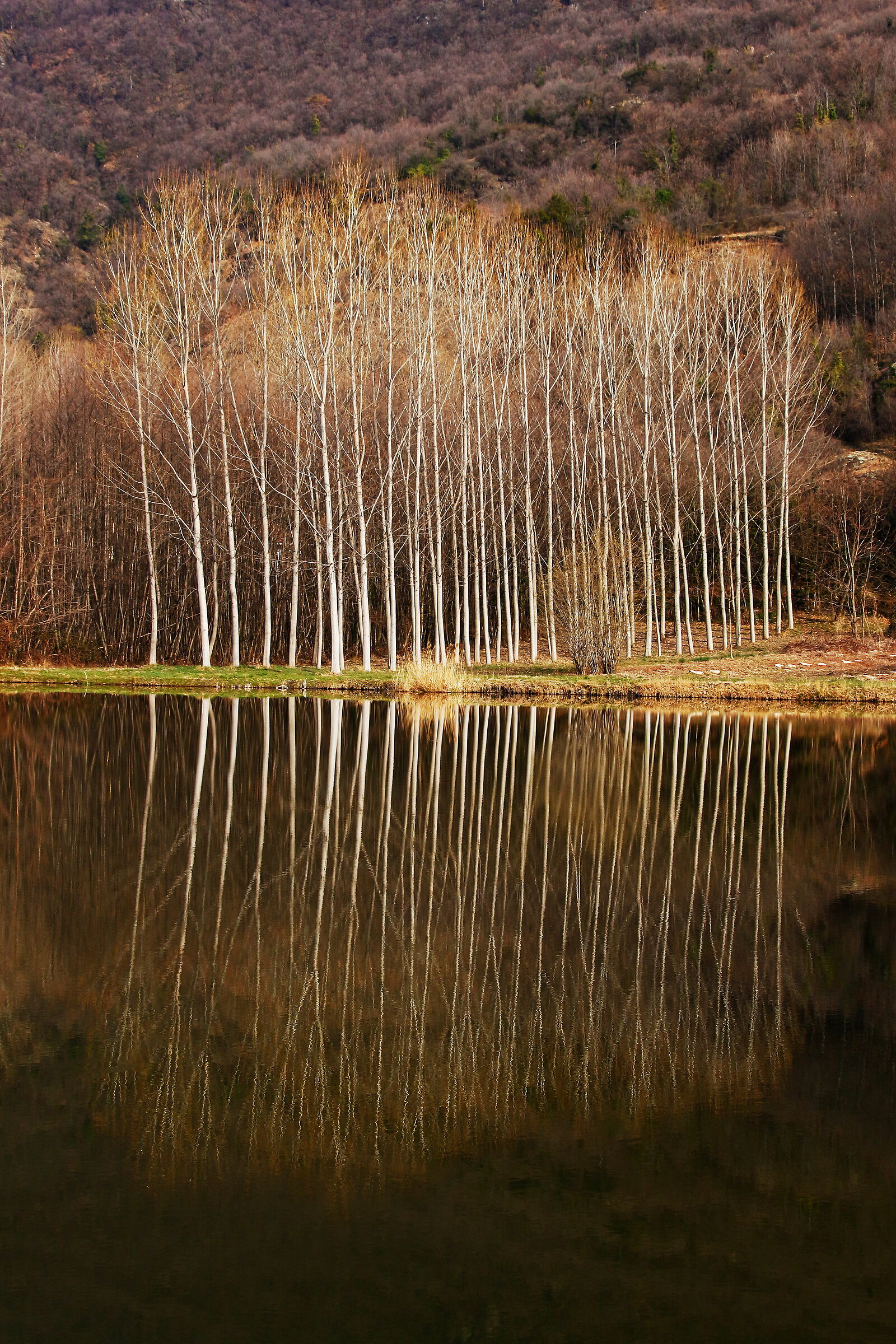 Reflected trees