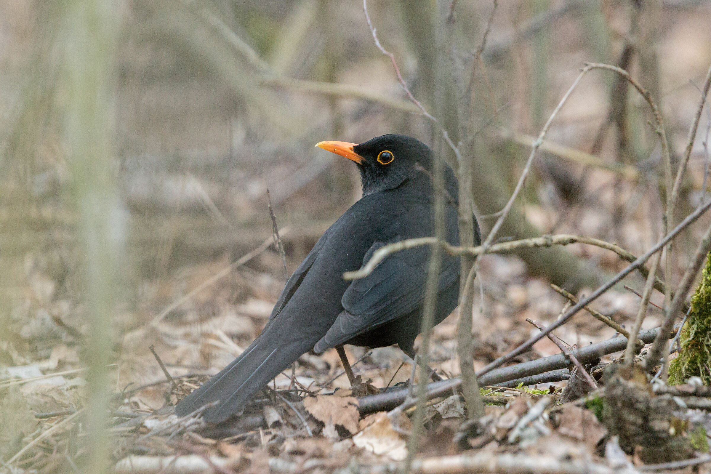Blackbird comune (Turdus merula)