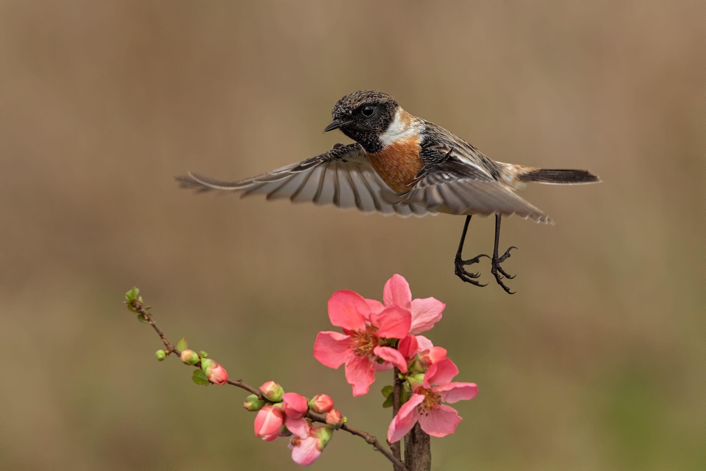 Saltimpalo-European Stonechat