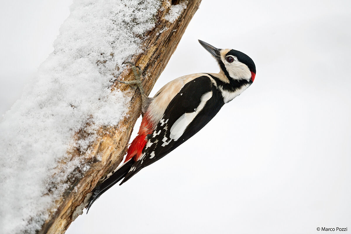 Il picchio e la neve