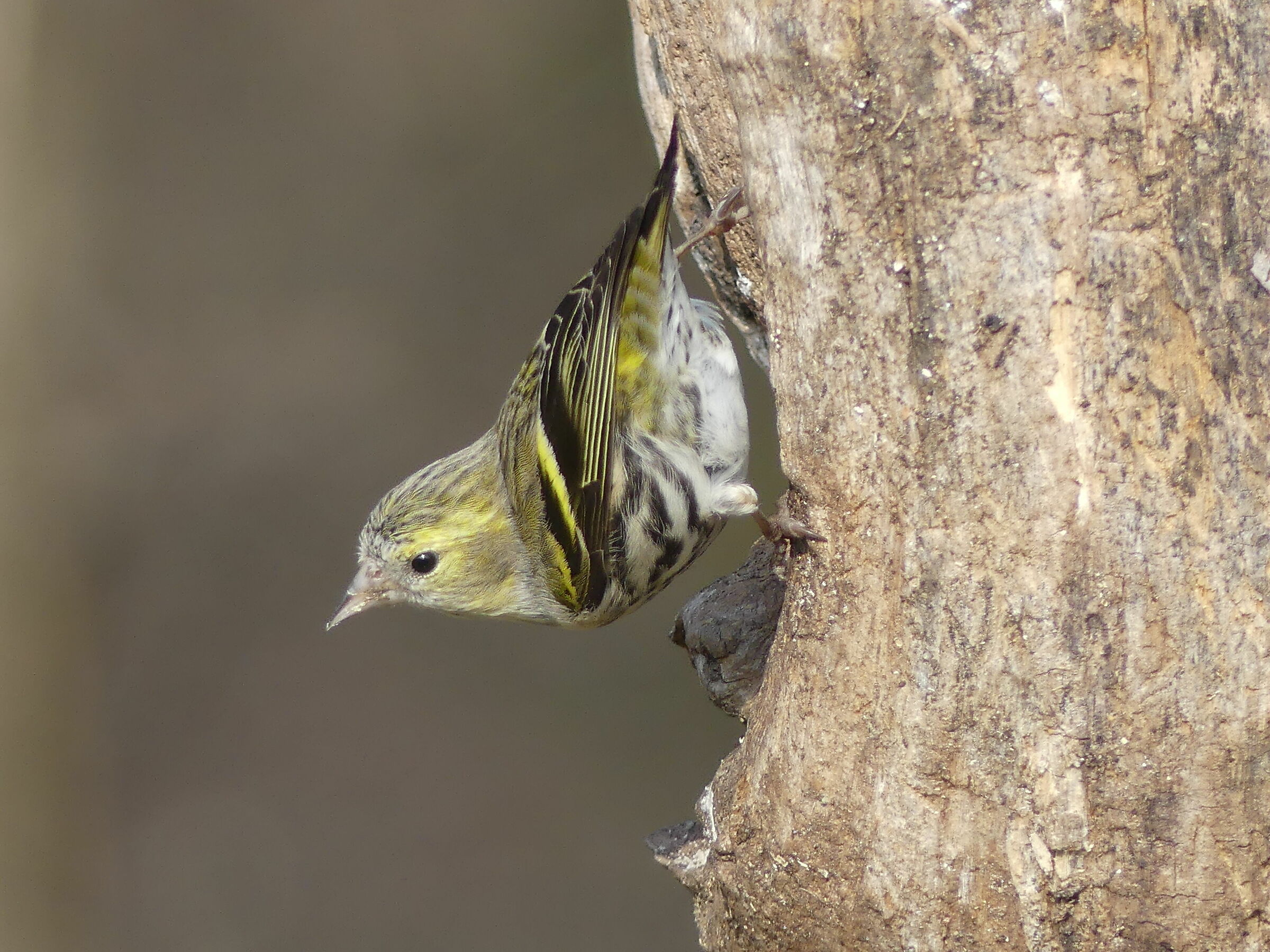 Lucherino in arrampicata