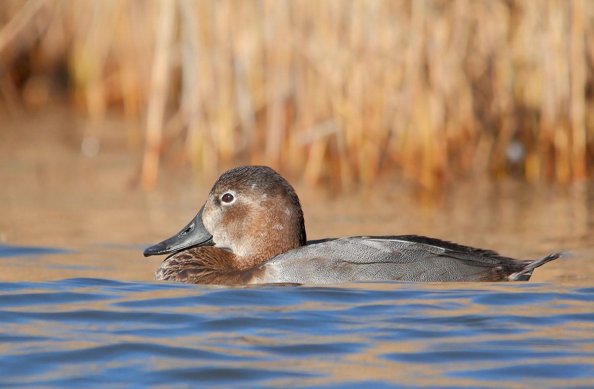 Pochard