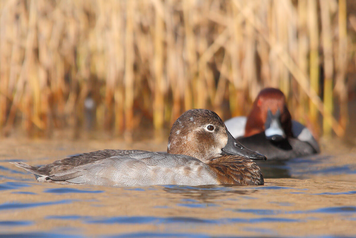 Pochard