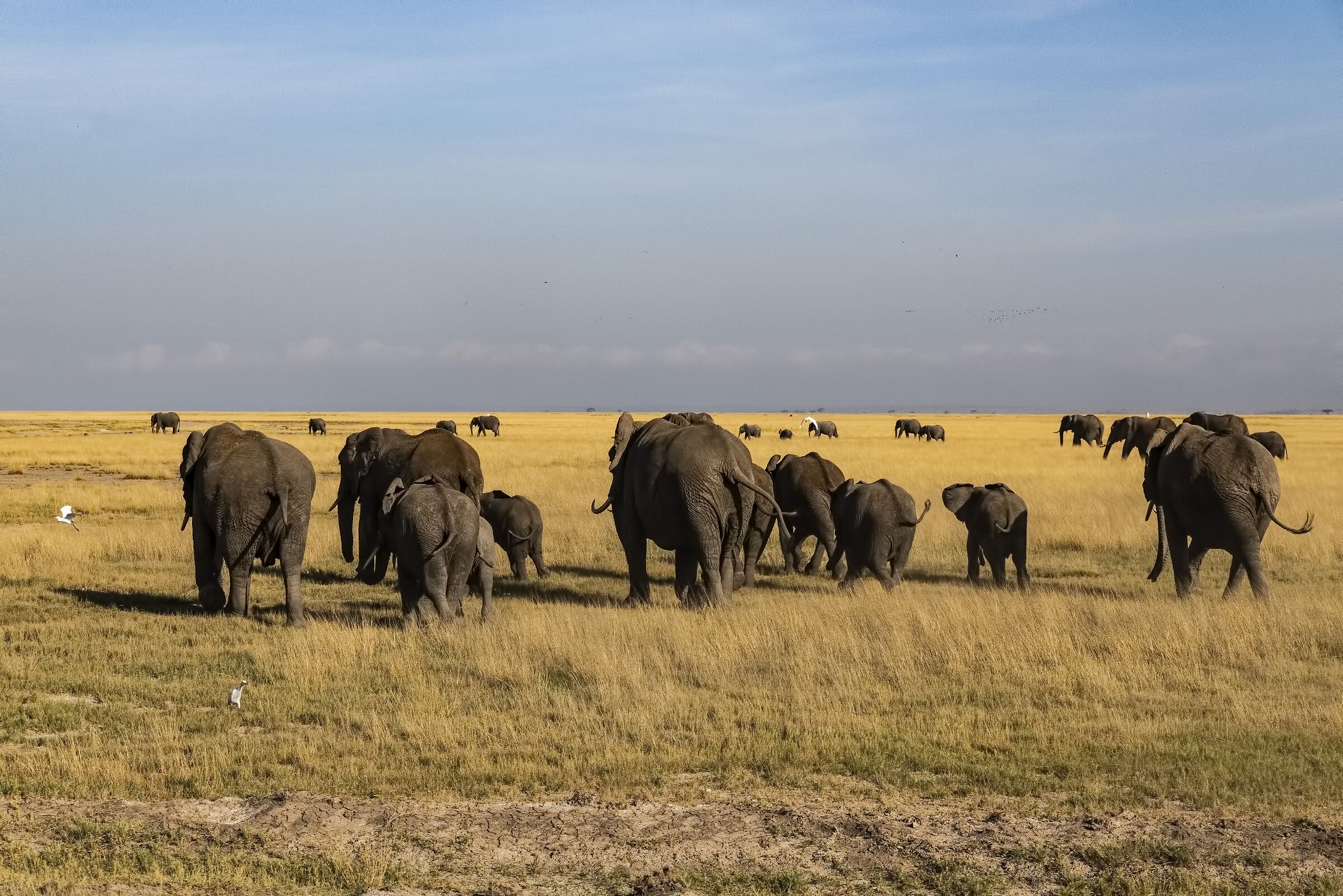 Elephants in morning Trasumanza Kenya 2018