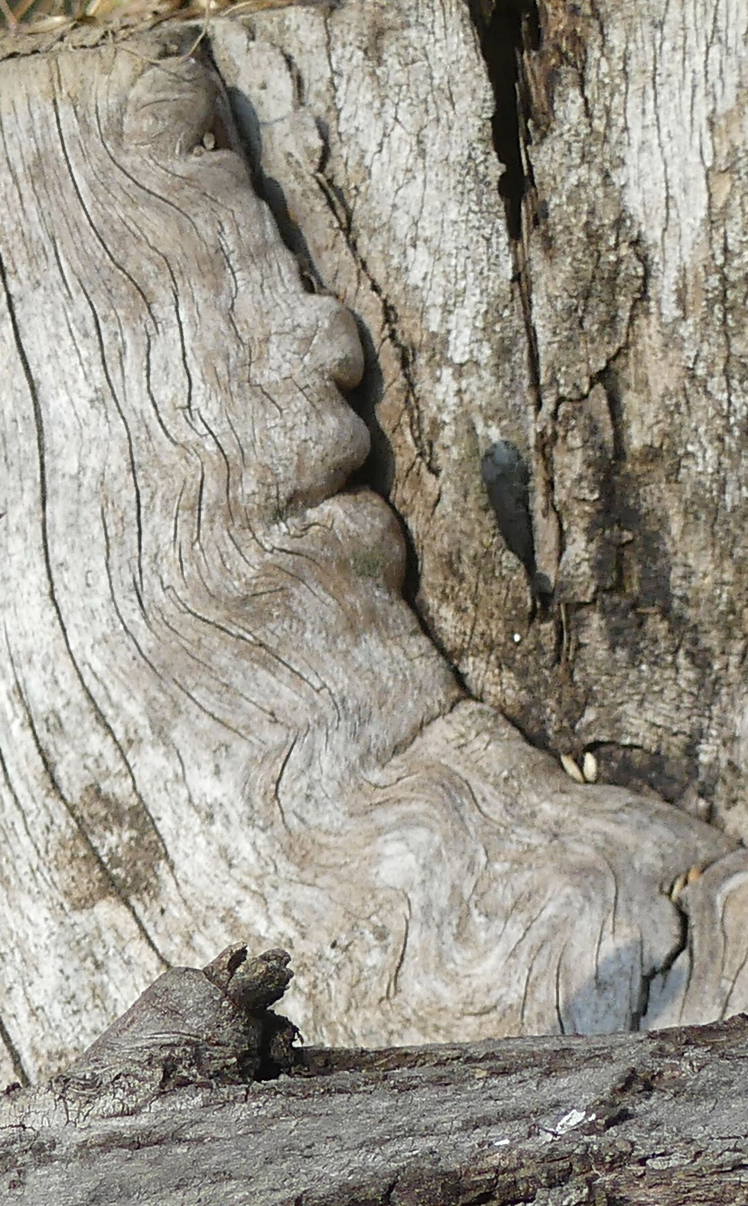 Profilo incastonato nel legno