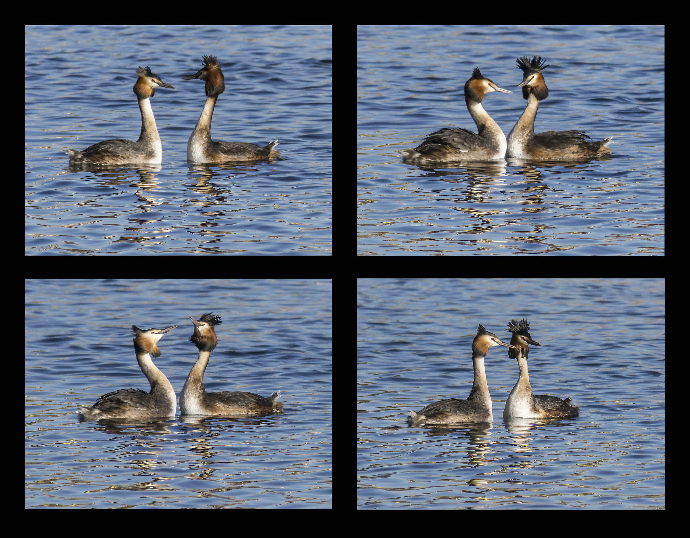 Svassi - Rituale di corteggiamento - 3