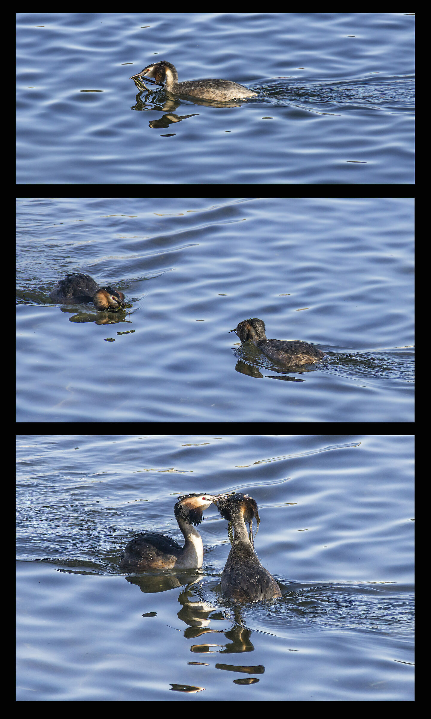 Svassi - Rituale di corteggiamento - 4