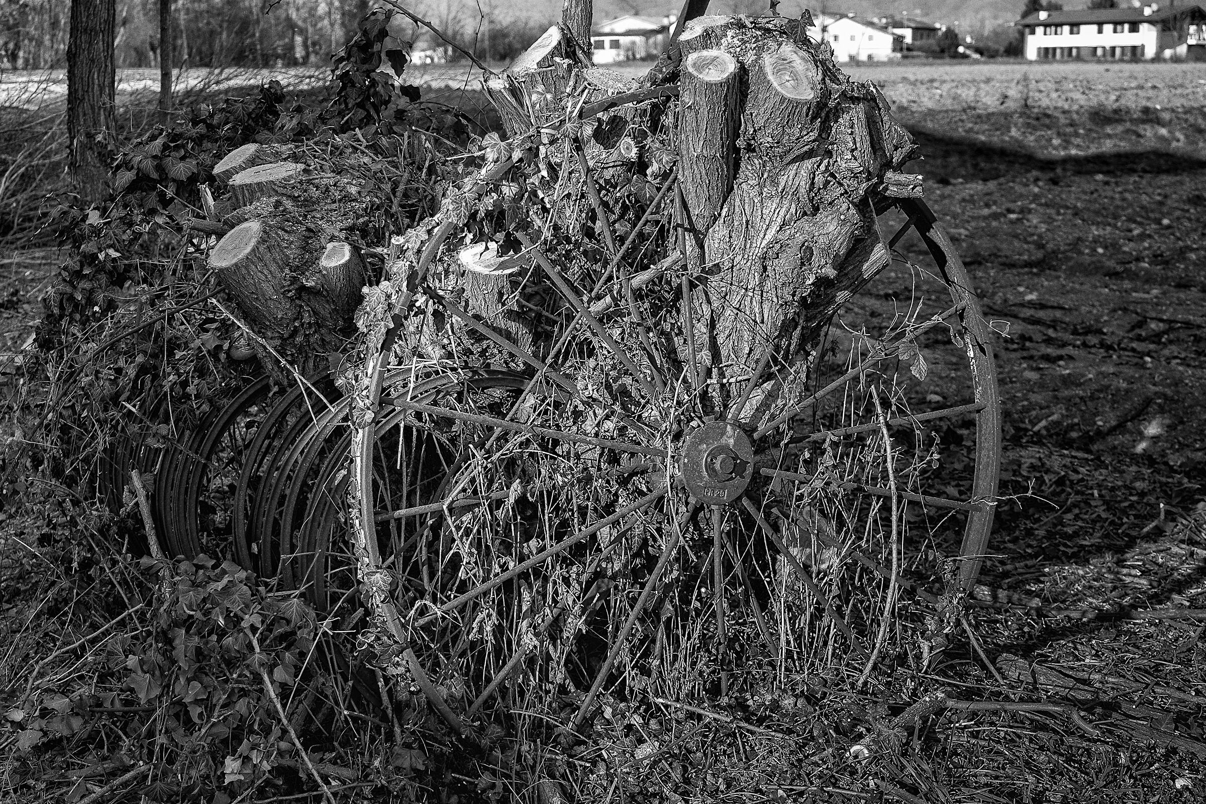 Nature Vincit Always