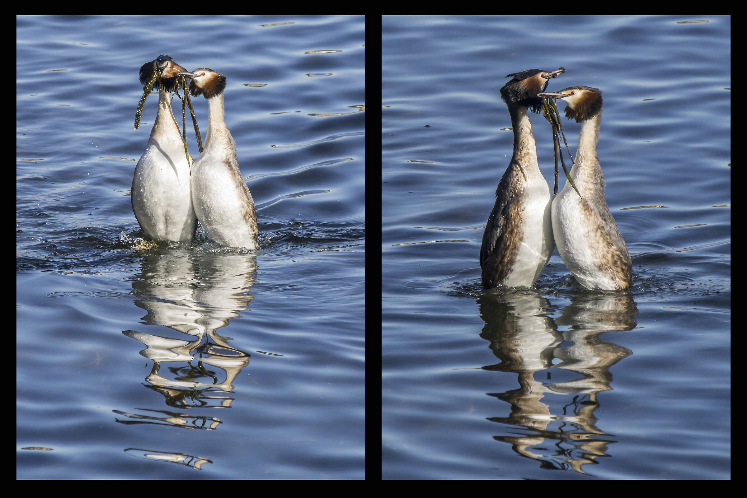Rituale di corteggiamento - 5 - "Danza del pinguino&quo...
