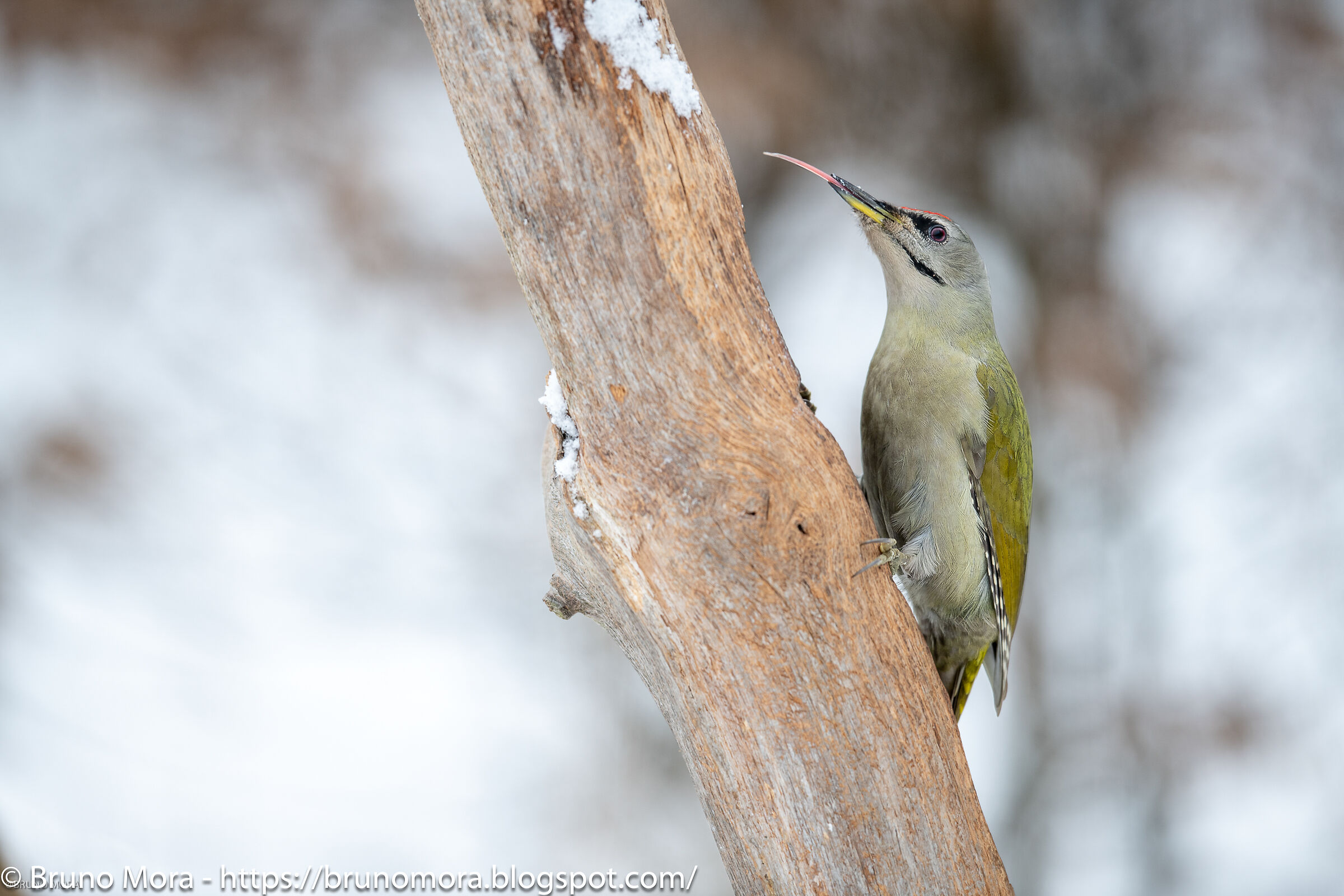Grey Woodpeckers
