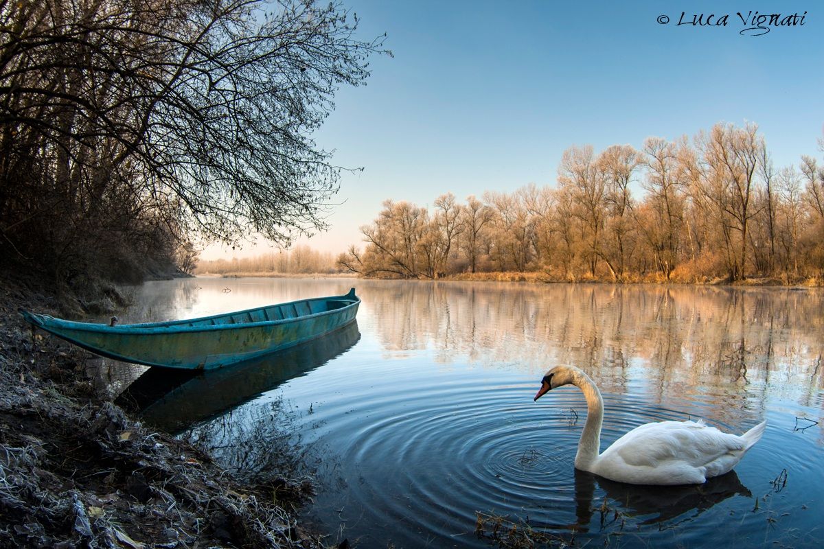 il cigno!