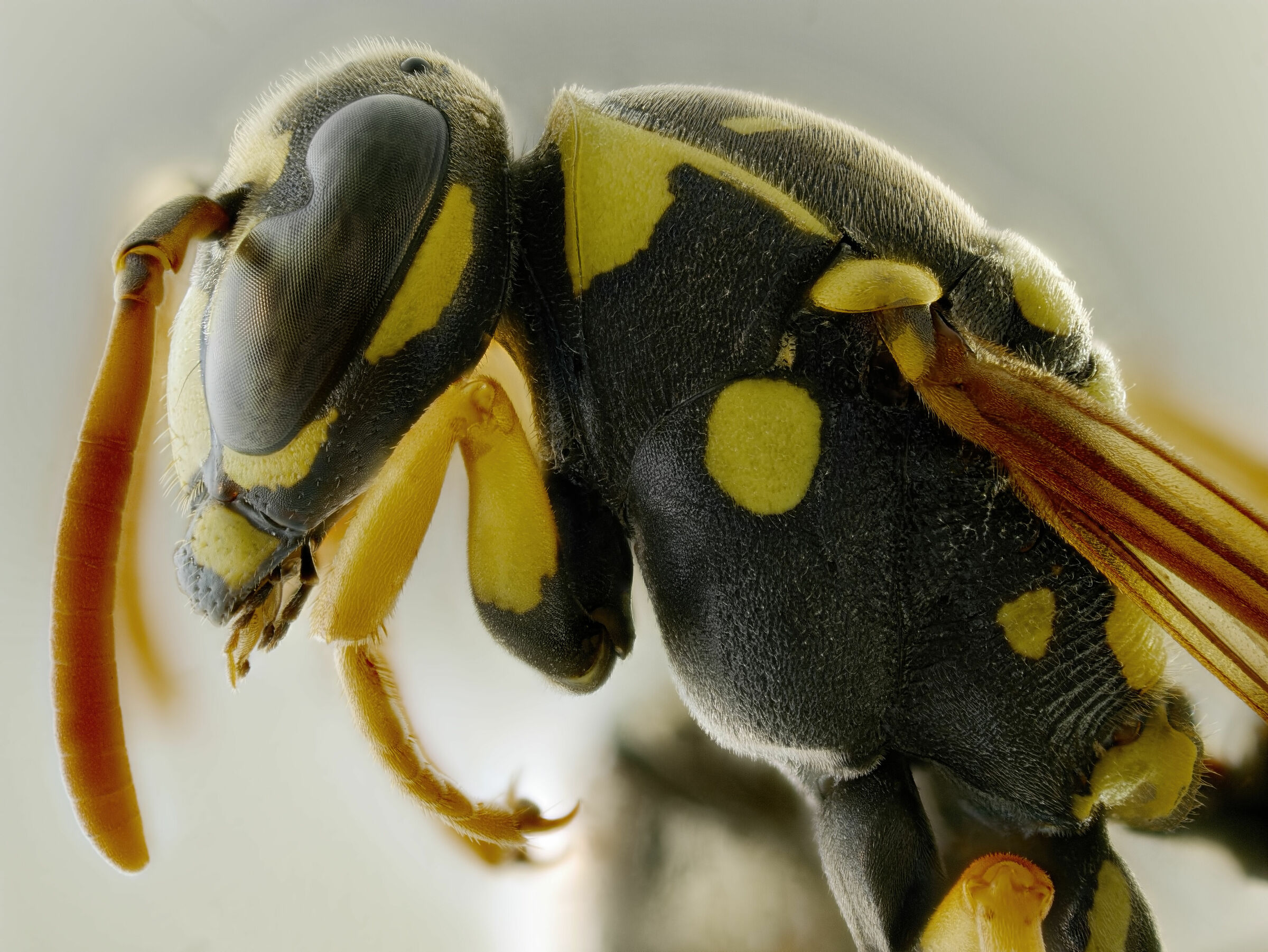 Hymenoptera > Apocrita > Polistes dominula