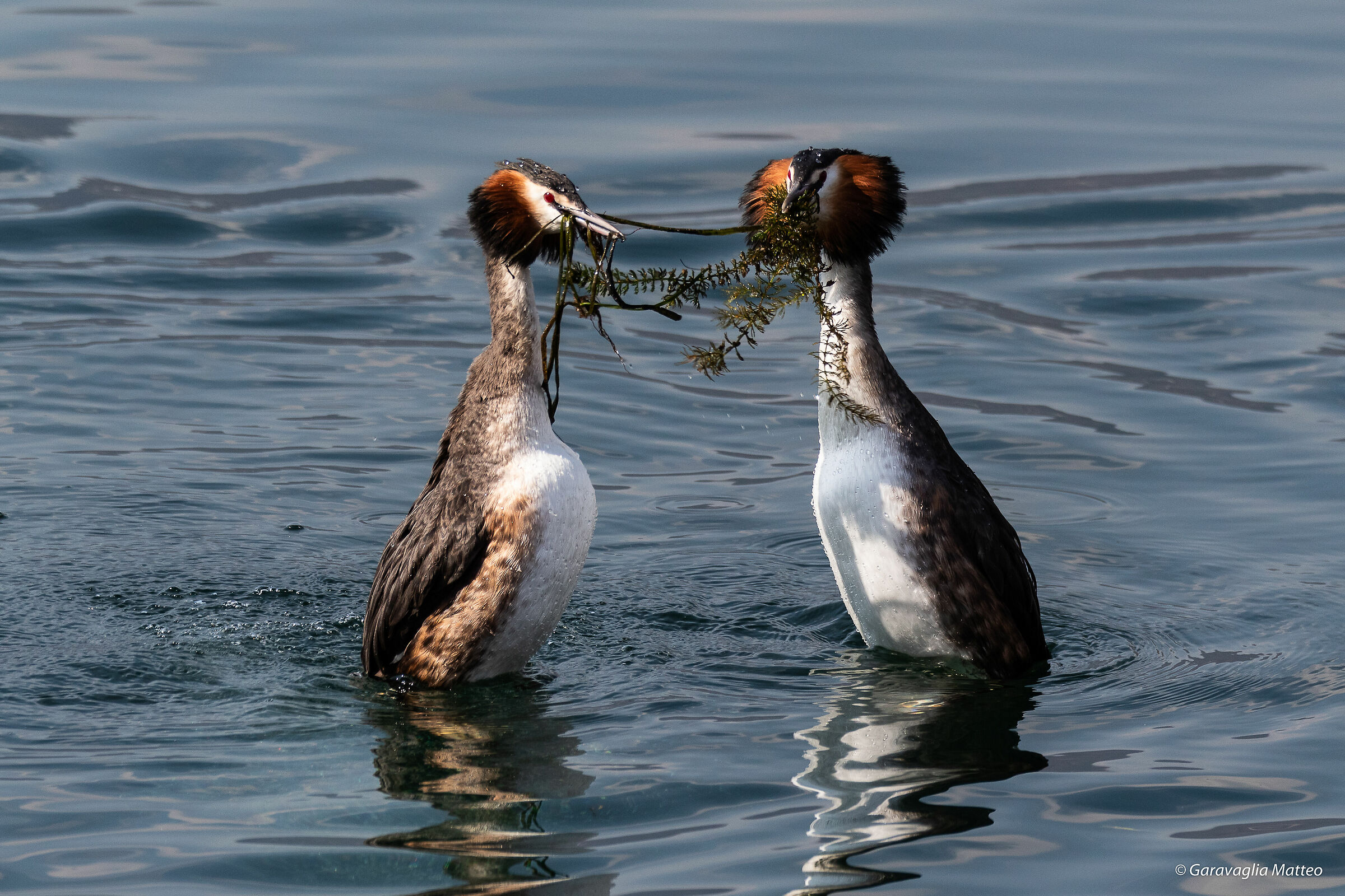 Major Svassi in coupling