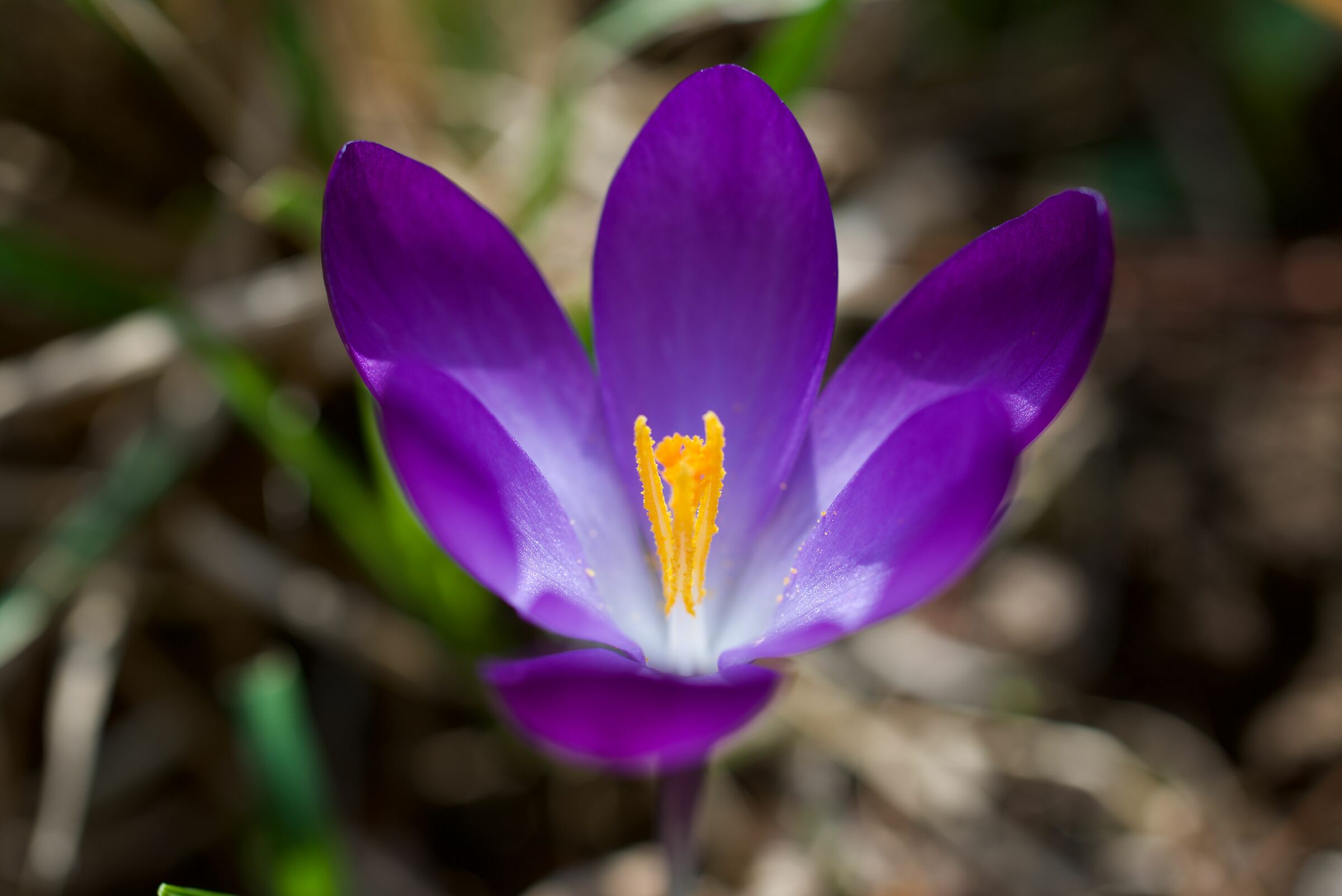 Primavera 2019, bentornata