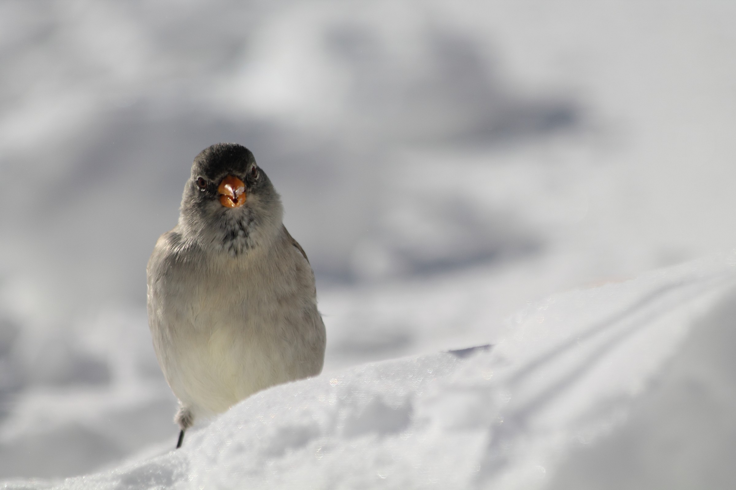 Ma quanto ci mette a scattare....