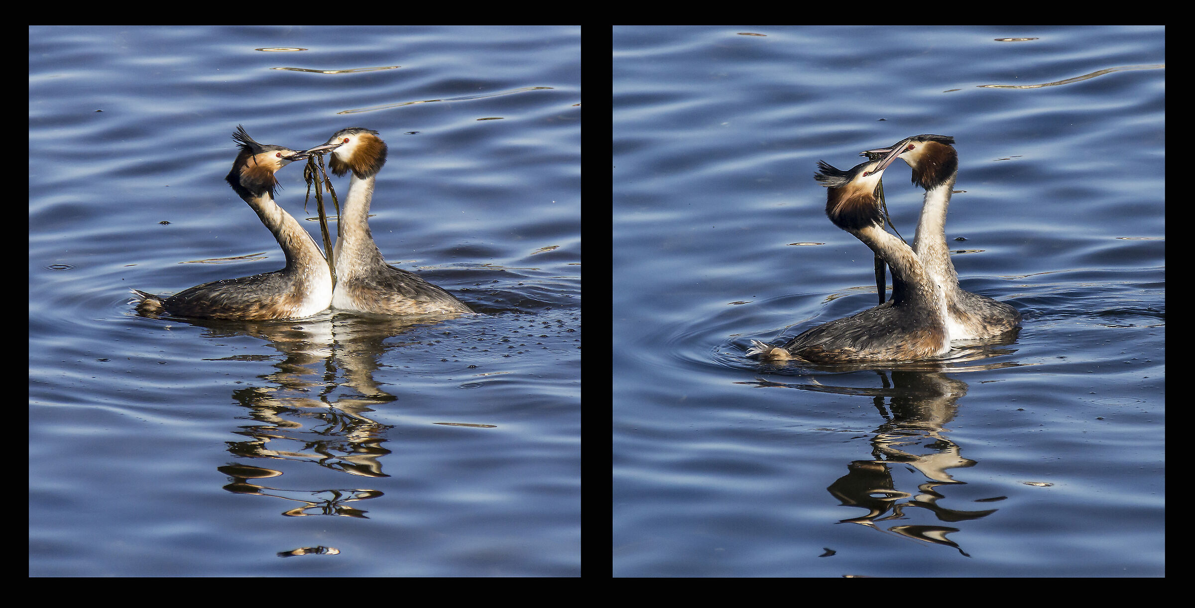 Svassi - Rituale di corteggiamento - 6