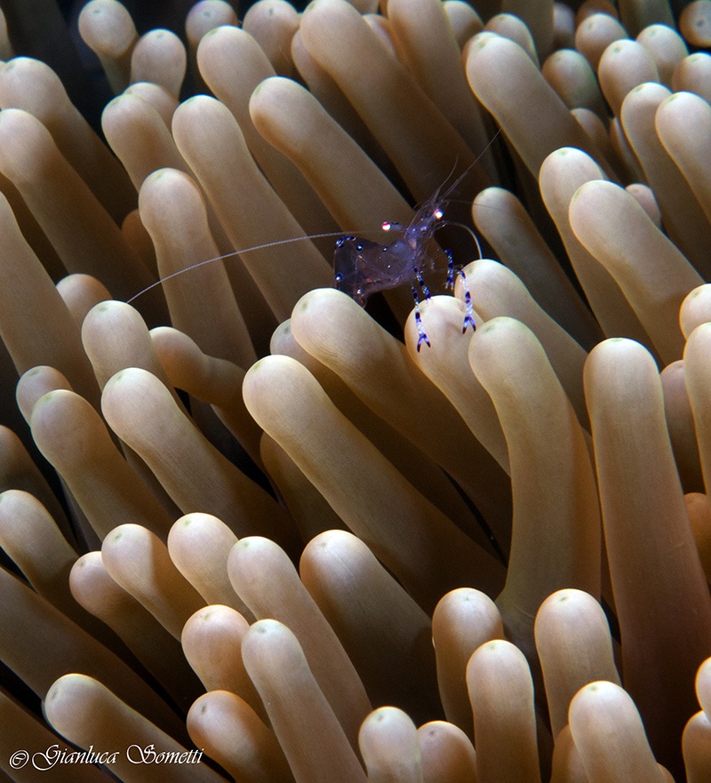 Walea - bubble coral shirps