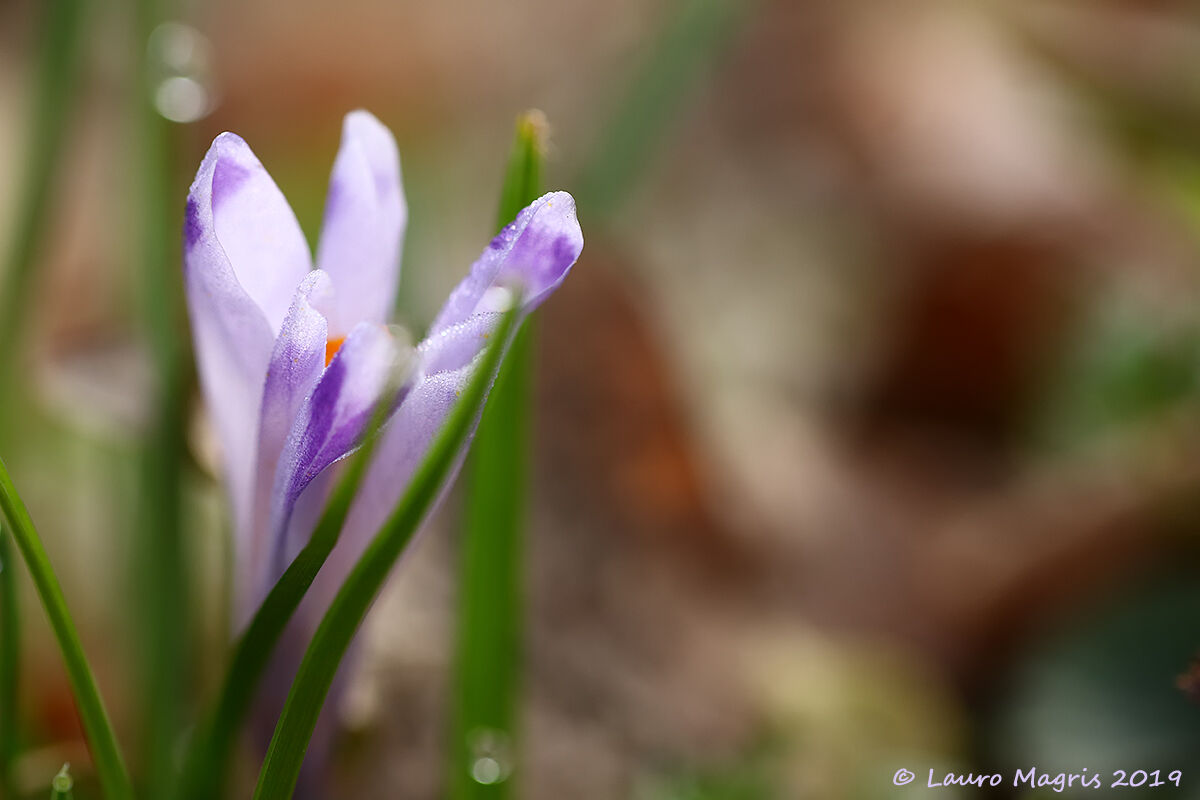 Crocus